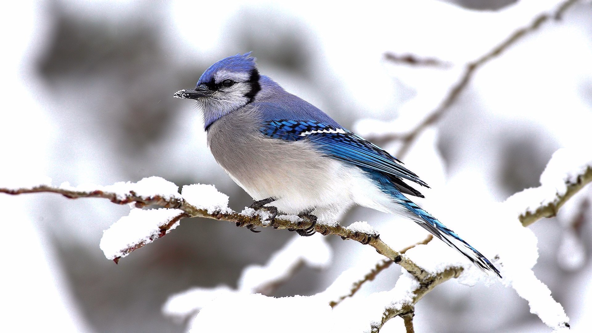 Animal blue jay Image
