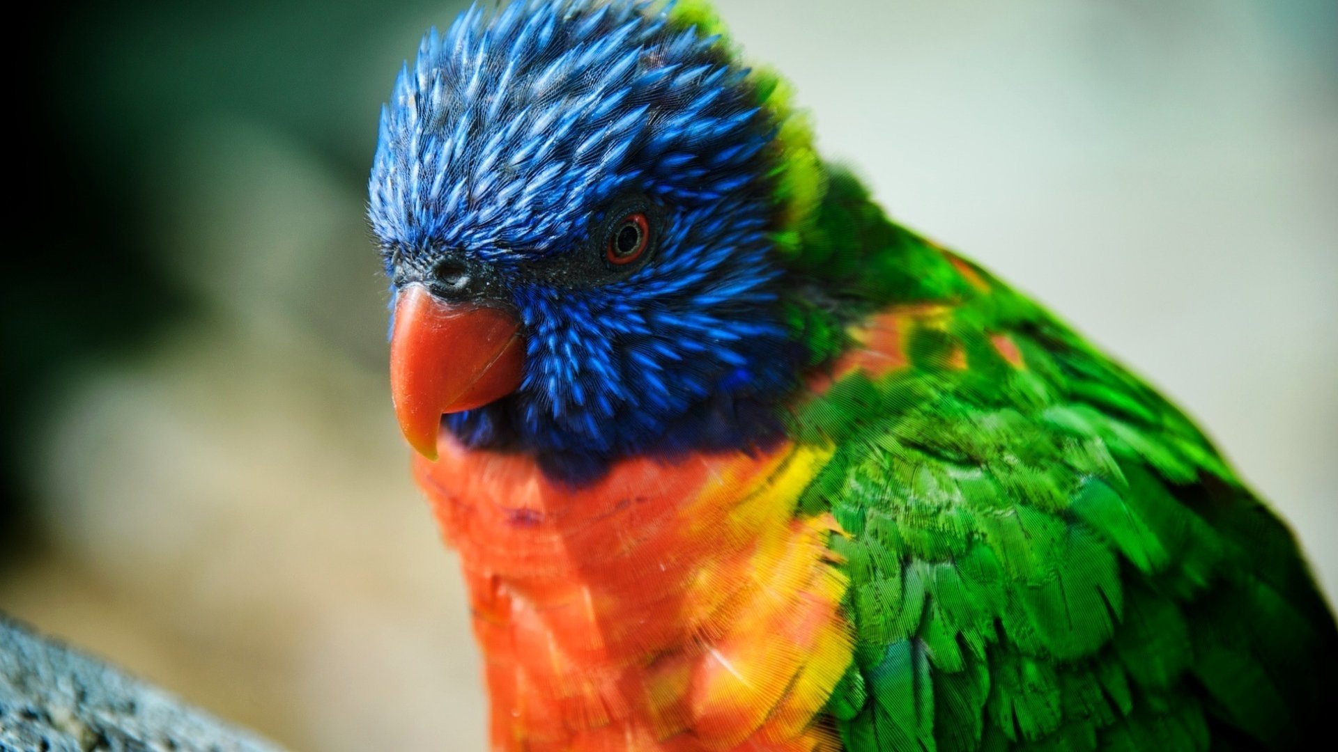 Animal rainbow lorikeet Image