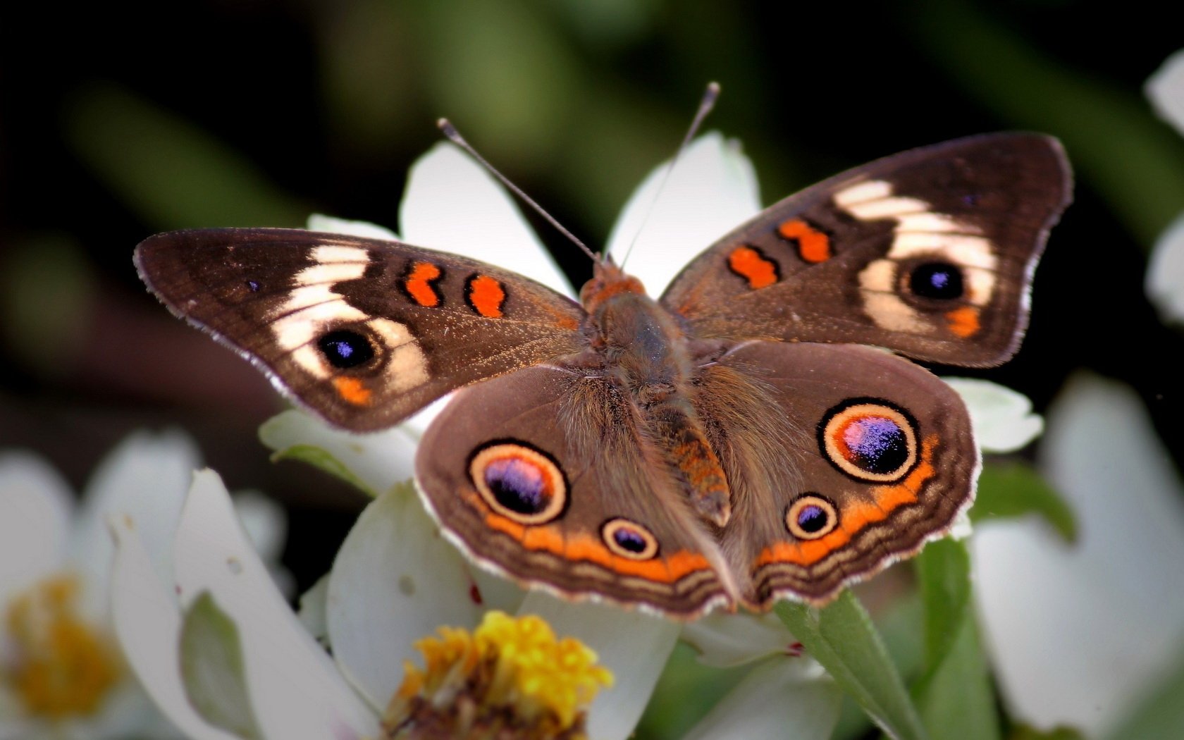 Download Animal Butterfly Image