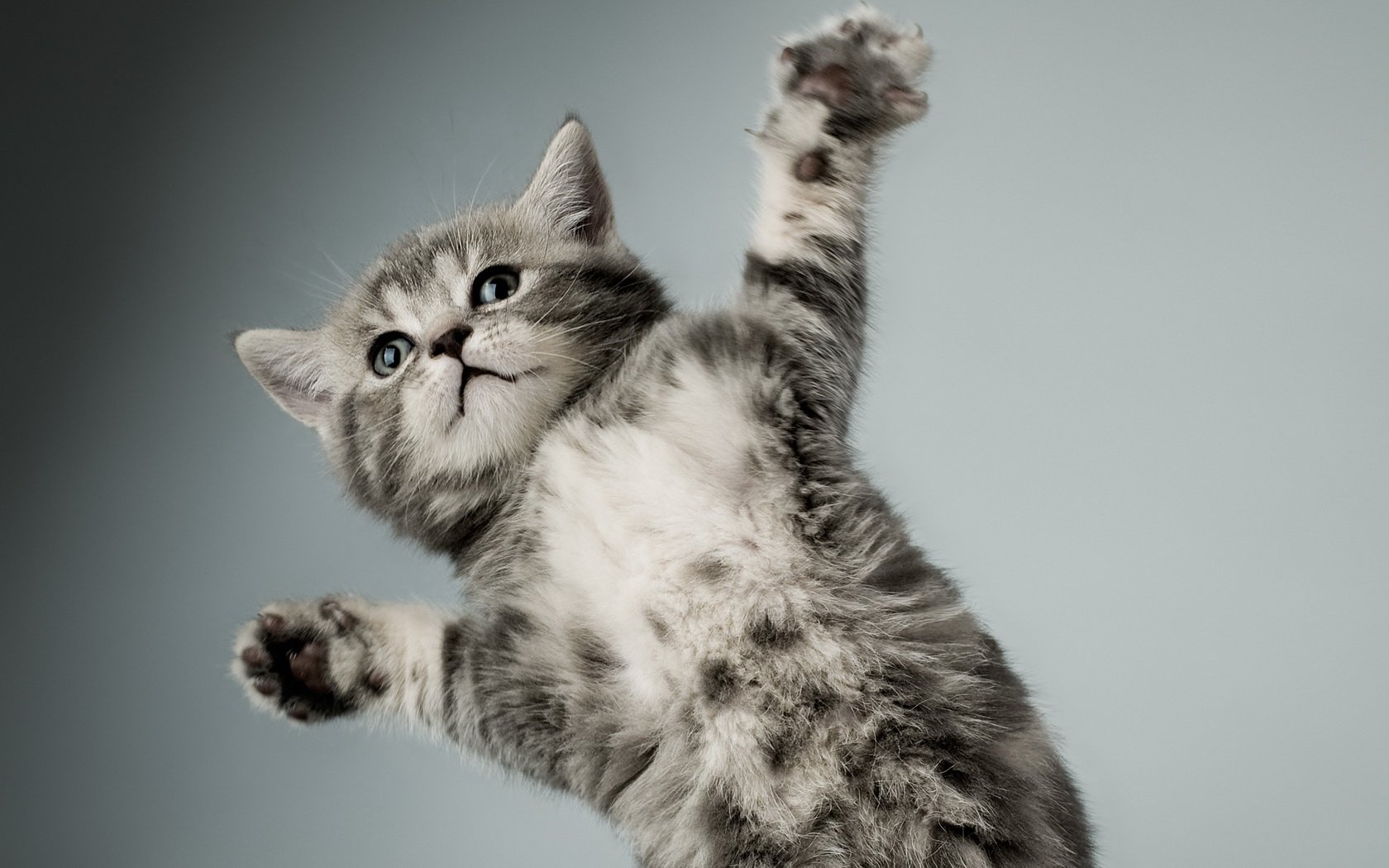 Cat Image - ID: 282265 - Image Abyss
