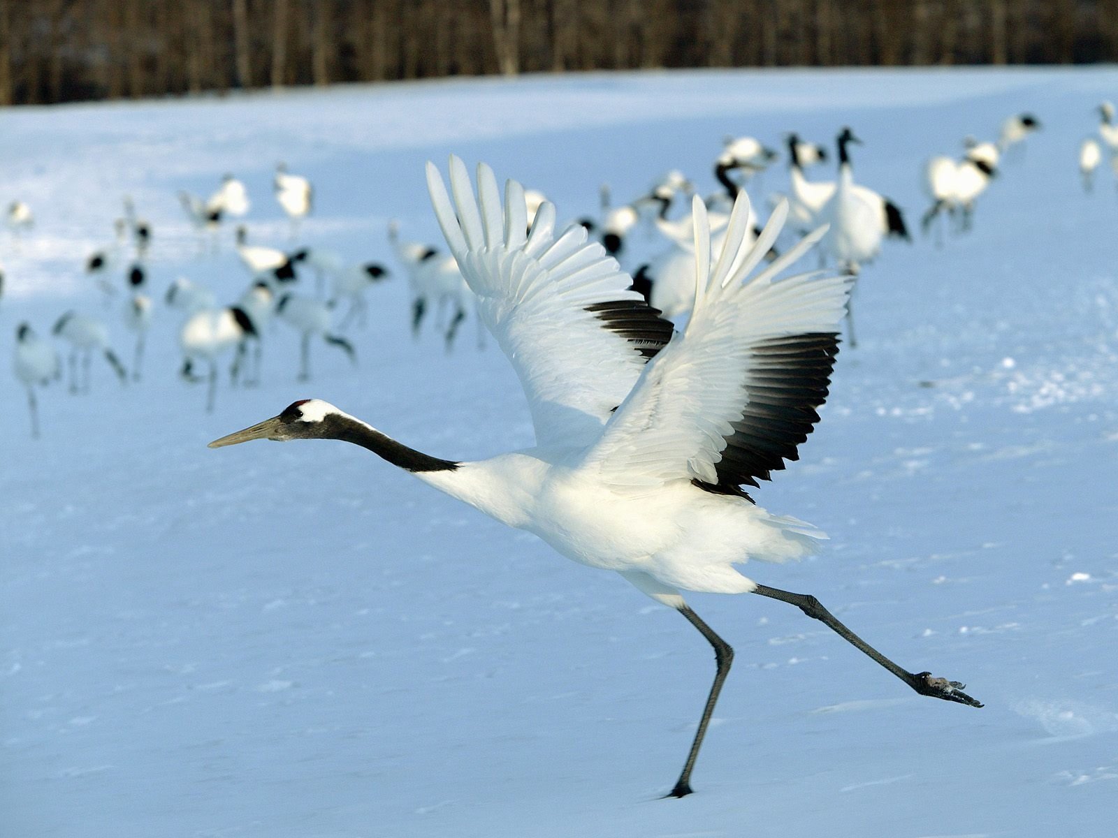 Animal Red-crowned Crane Image