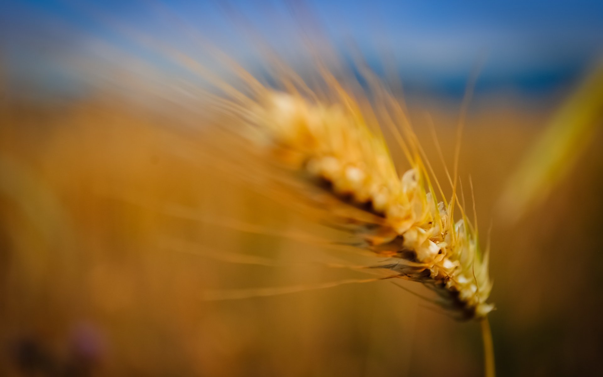 Download Nature Wheat Image