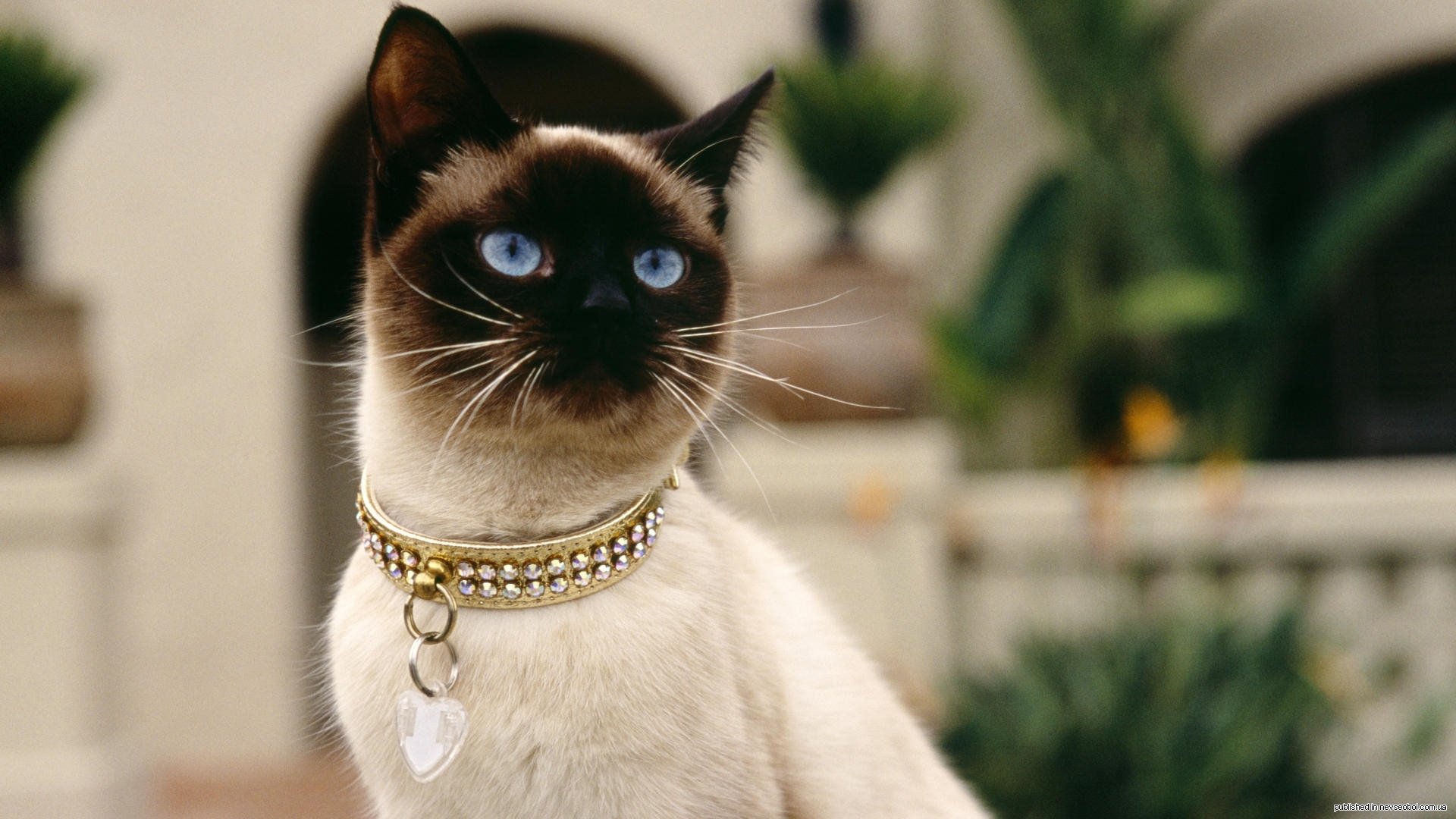 Animal siamese cat Image