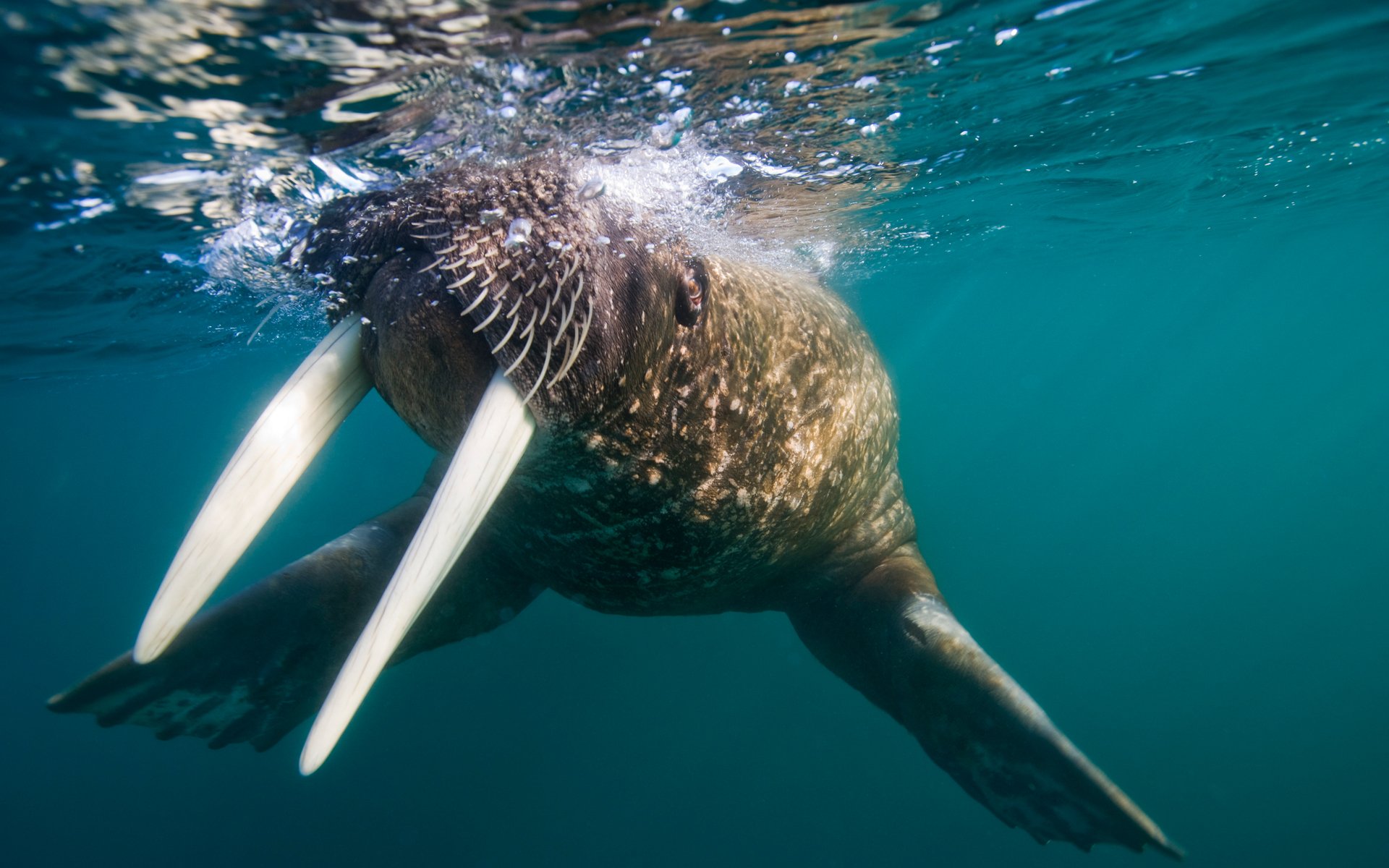 Animal walrus Image
