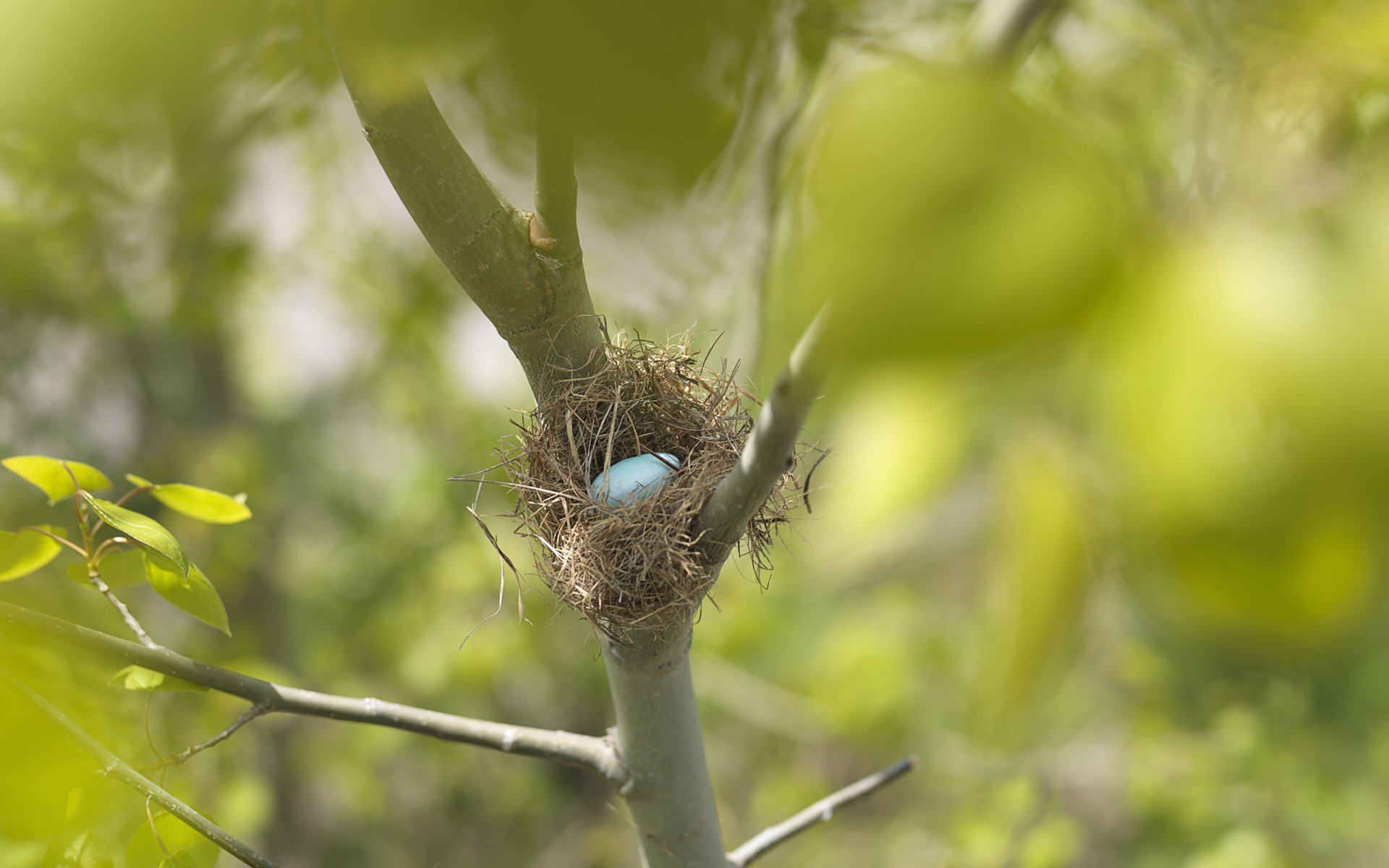 Animal nest Image