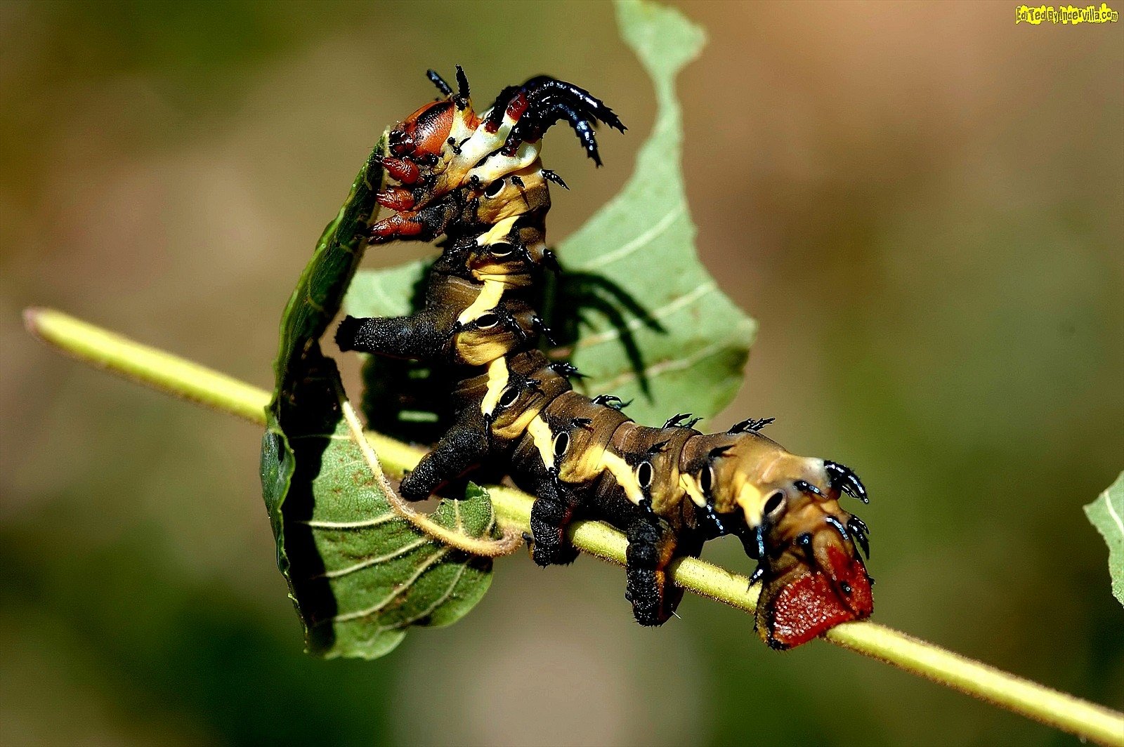 animal alley caterpillar