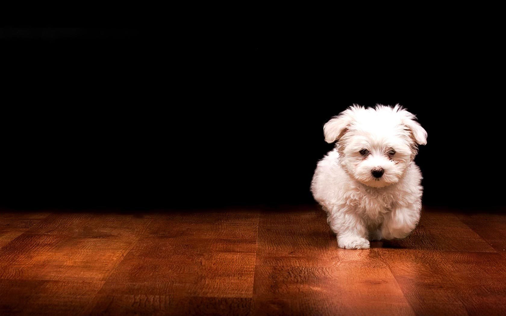 Animal maltese Image