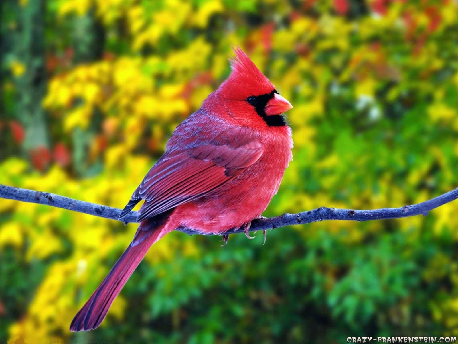 Animal cardinal Image