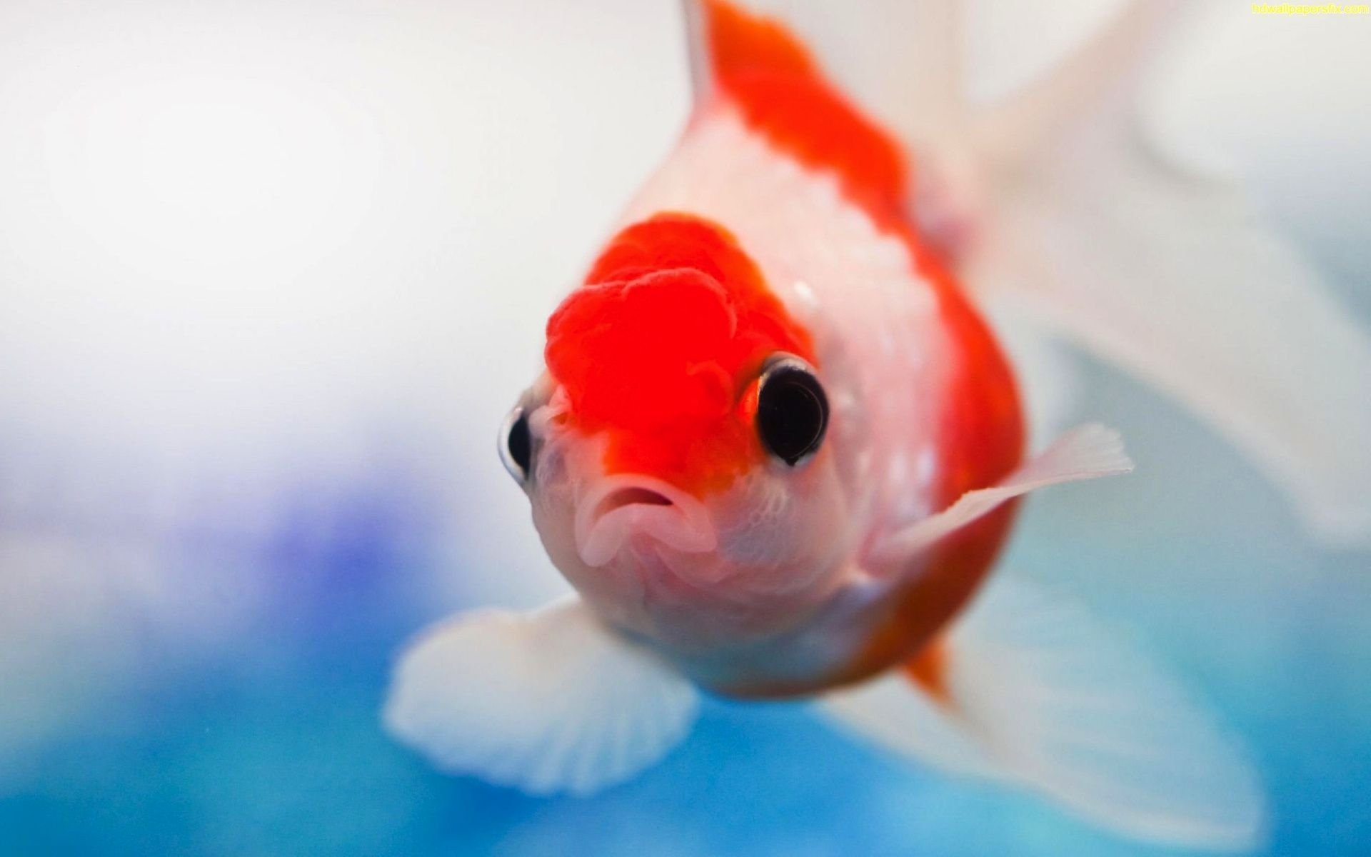 Animal goldfish Image