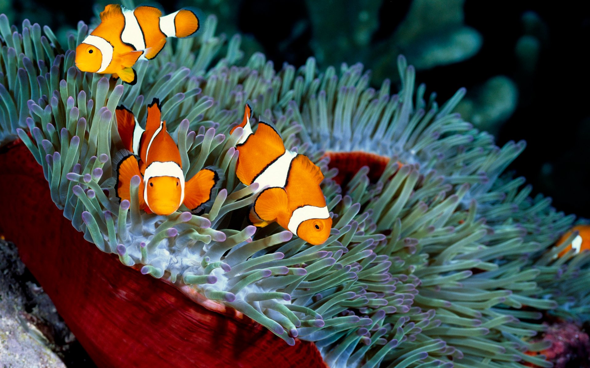 Clownfish Picture - Image Abyss