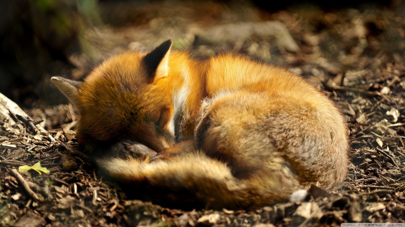 Download Animal Fox Image