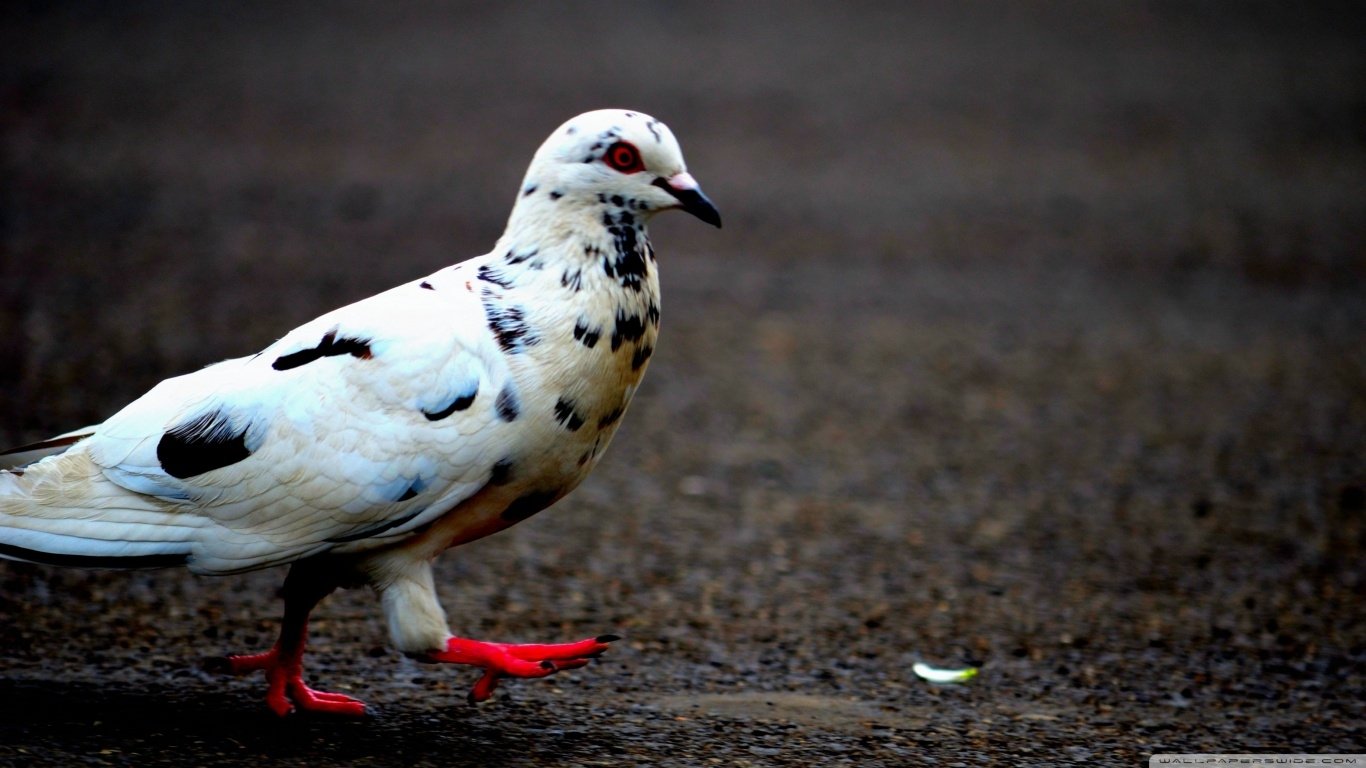 Download Animal Dove Image