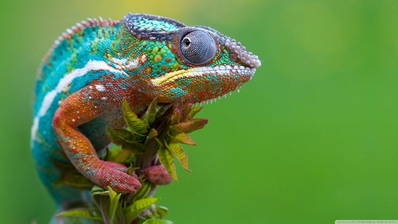 Animal chameleon Image