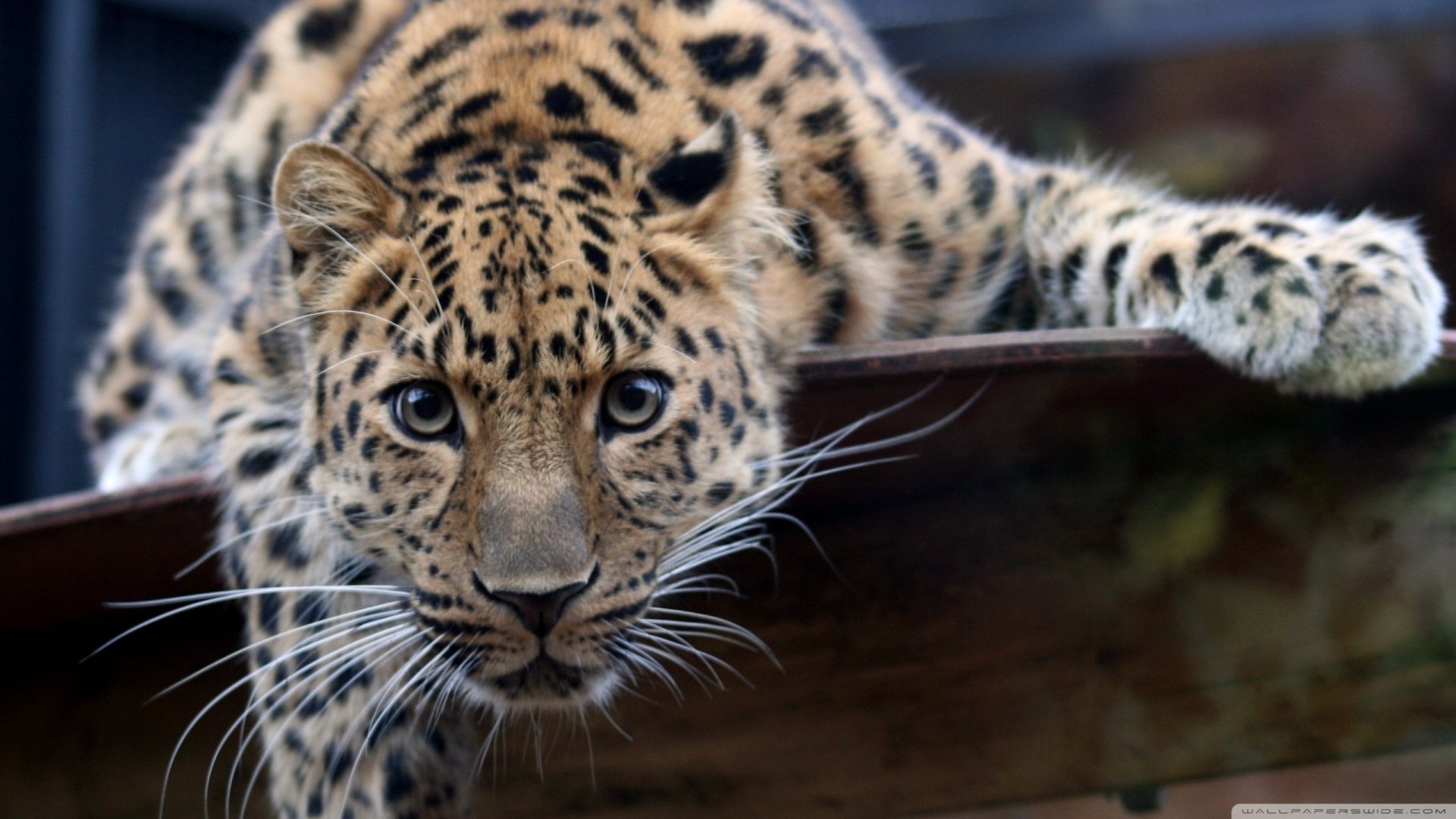 Download Animal Leopard Image