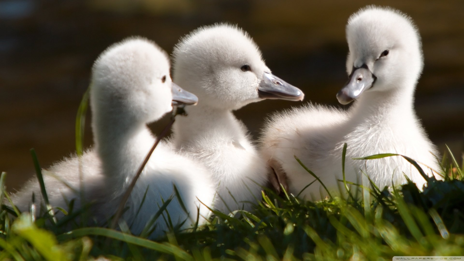 Three swan cygnets (animal) nestled in sunlit grass, fluffy white down and dark bills.