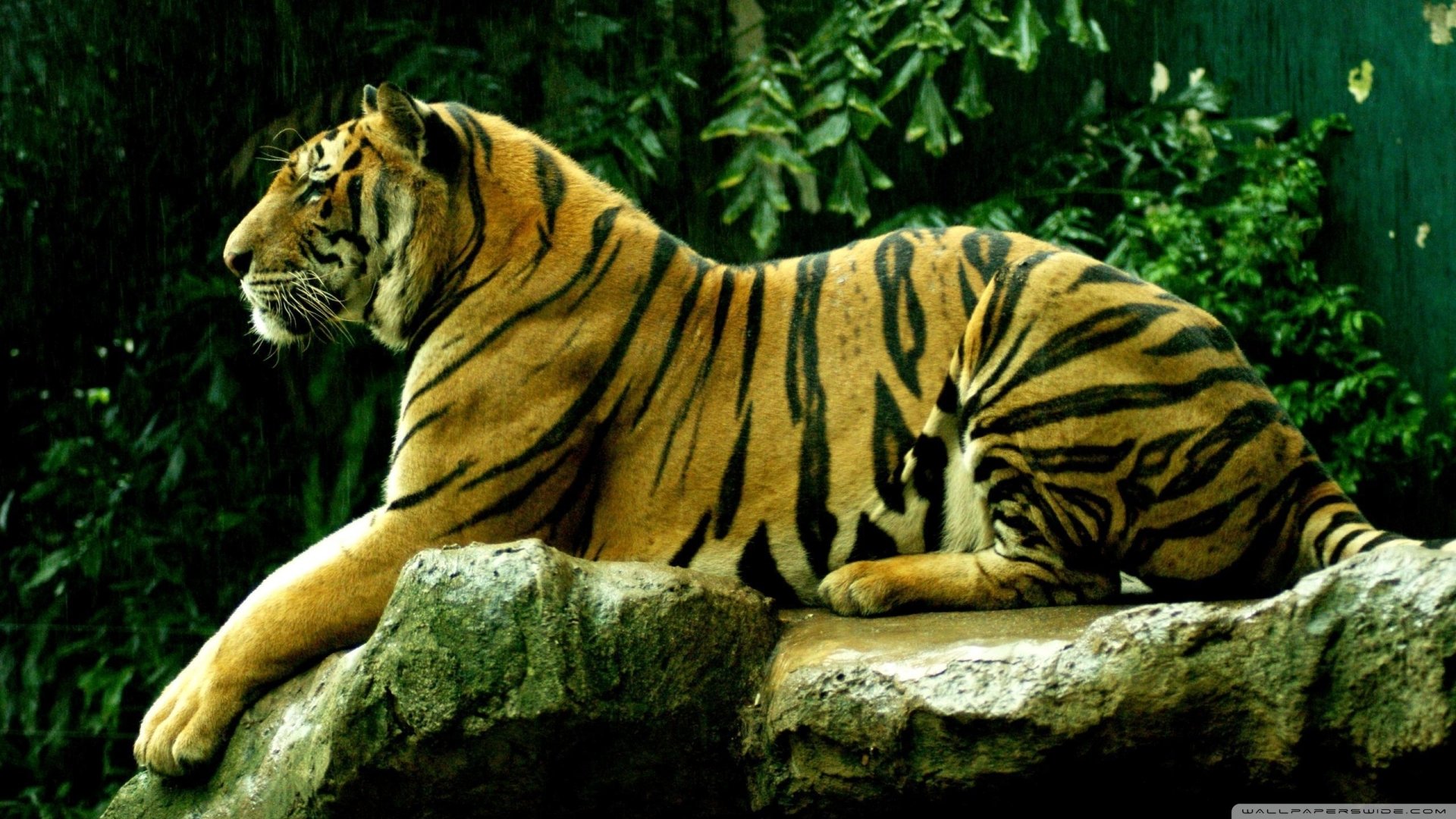 A tiger (animal) reclining on a rock ledge, head turned to the side, surrounded by lush green foliage.