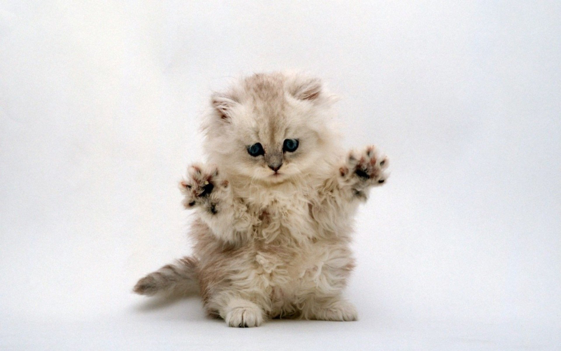 Download Animal Cat Image