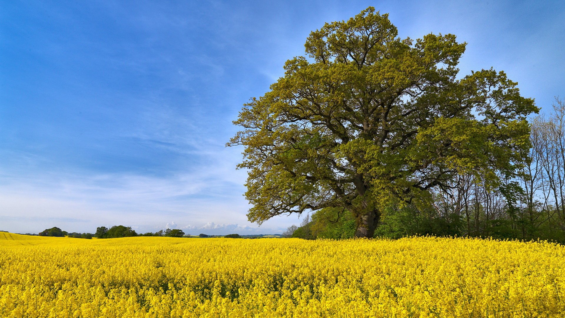 Download Nature Tree Image