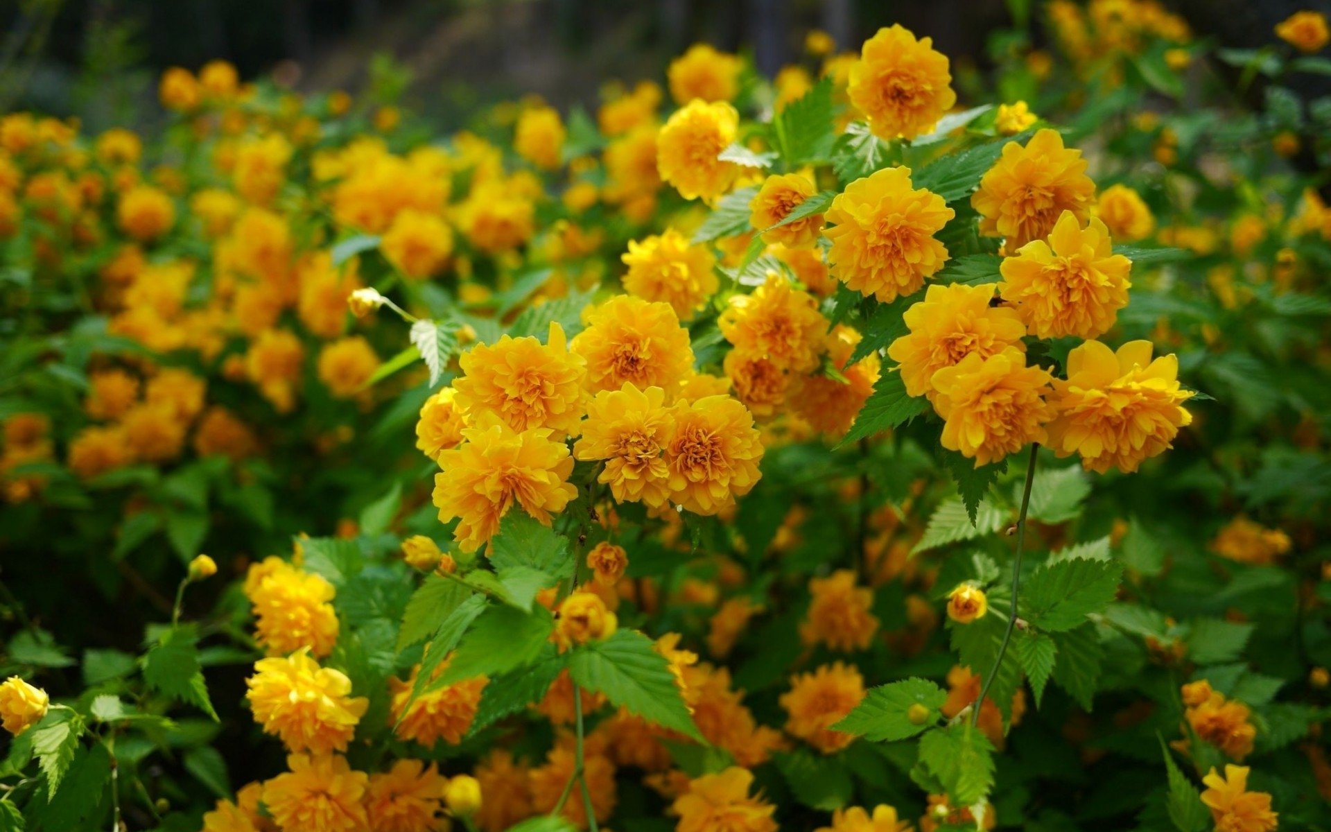 Download Nature Flower Image