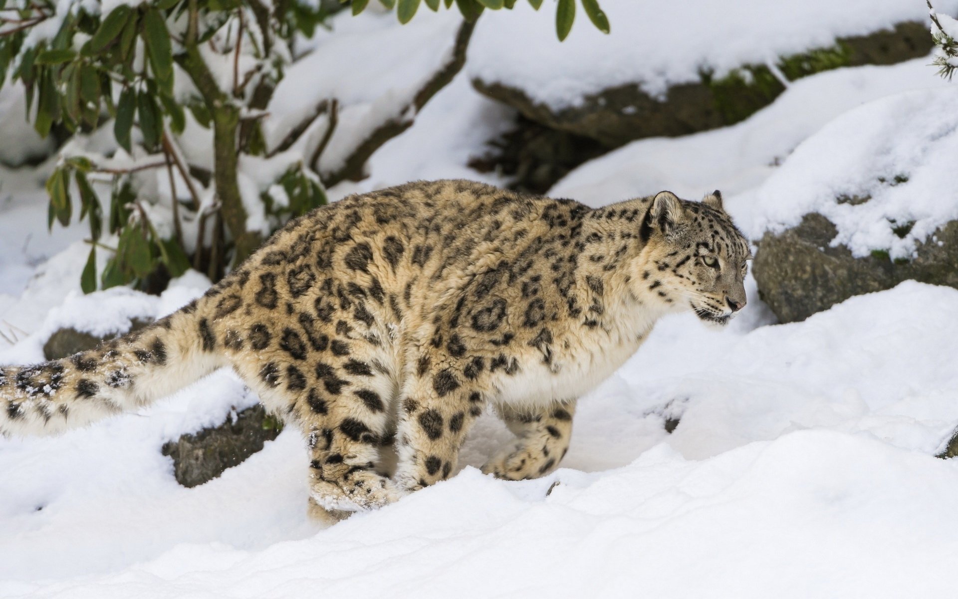 Download Animal Snow Leopard Image