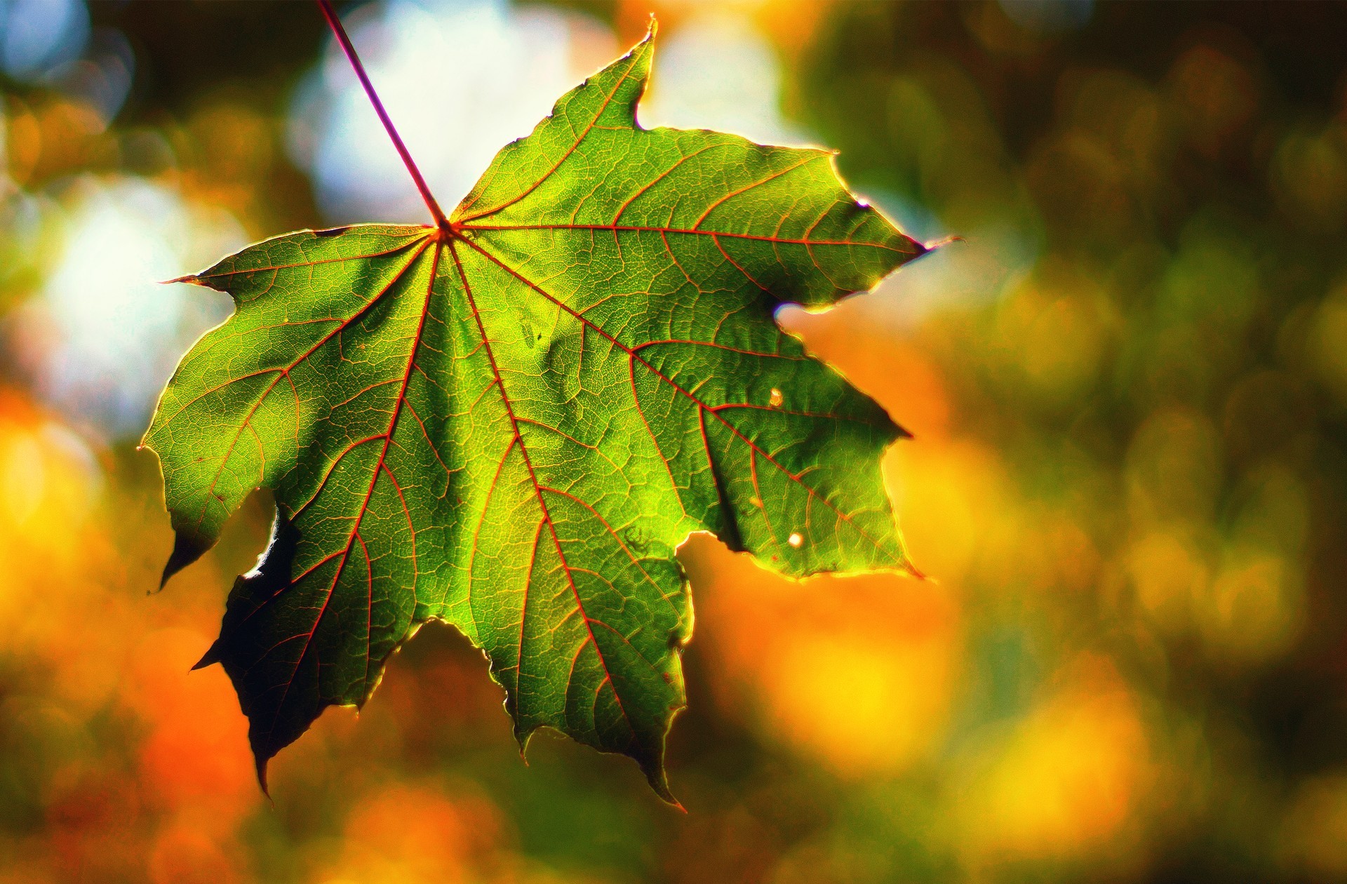 Leaf Picture - Image Abyss