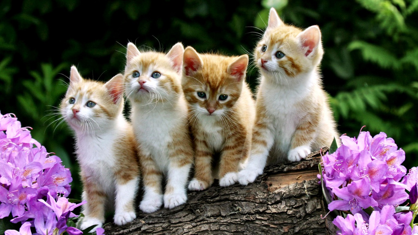 Cute Litter Image Abyss