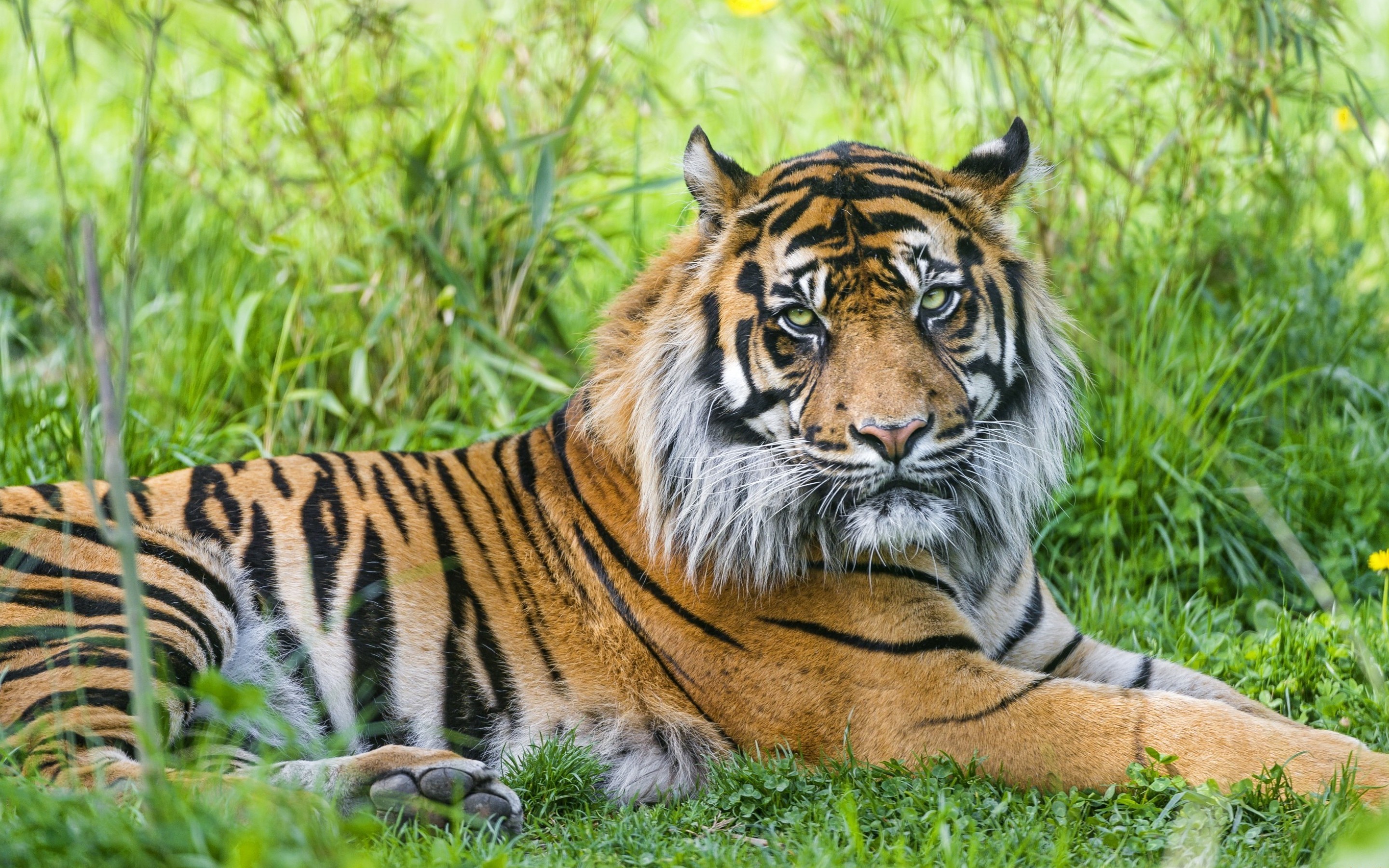 Tigr. Тигр. Тигр обыкновенный. Тигр в траве. Фото тигров.