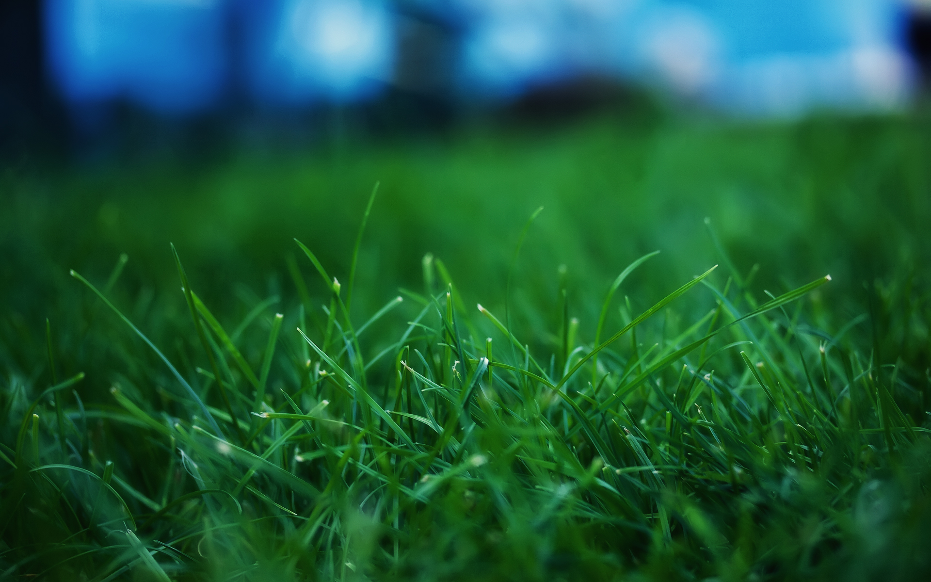 Grass Picture