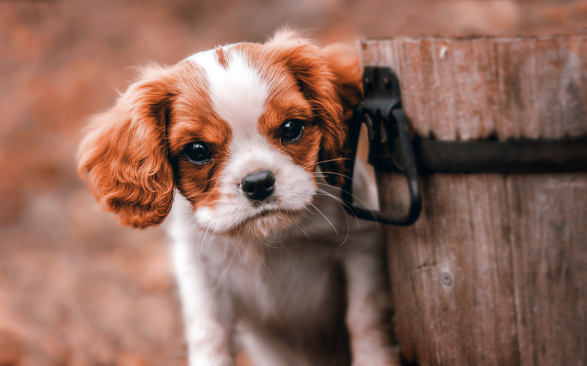 King Charles Spaniel Picture