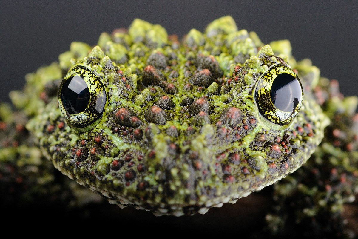 Vietnamese Mossy Frog Picture Image Abyss