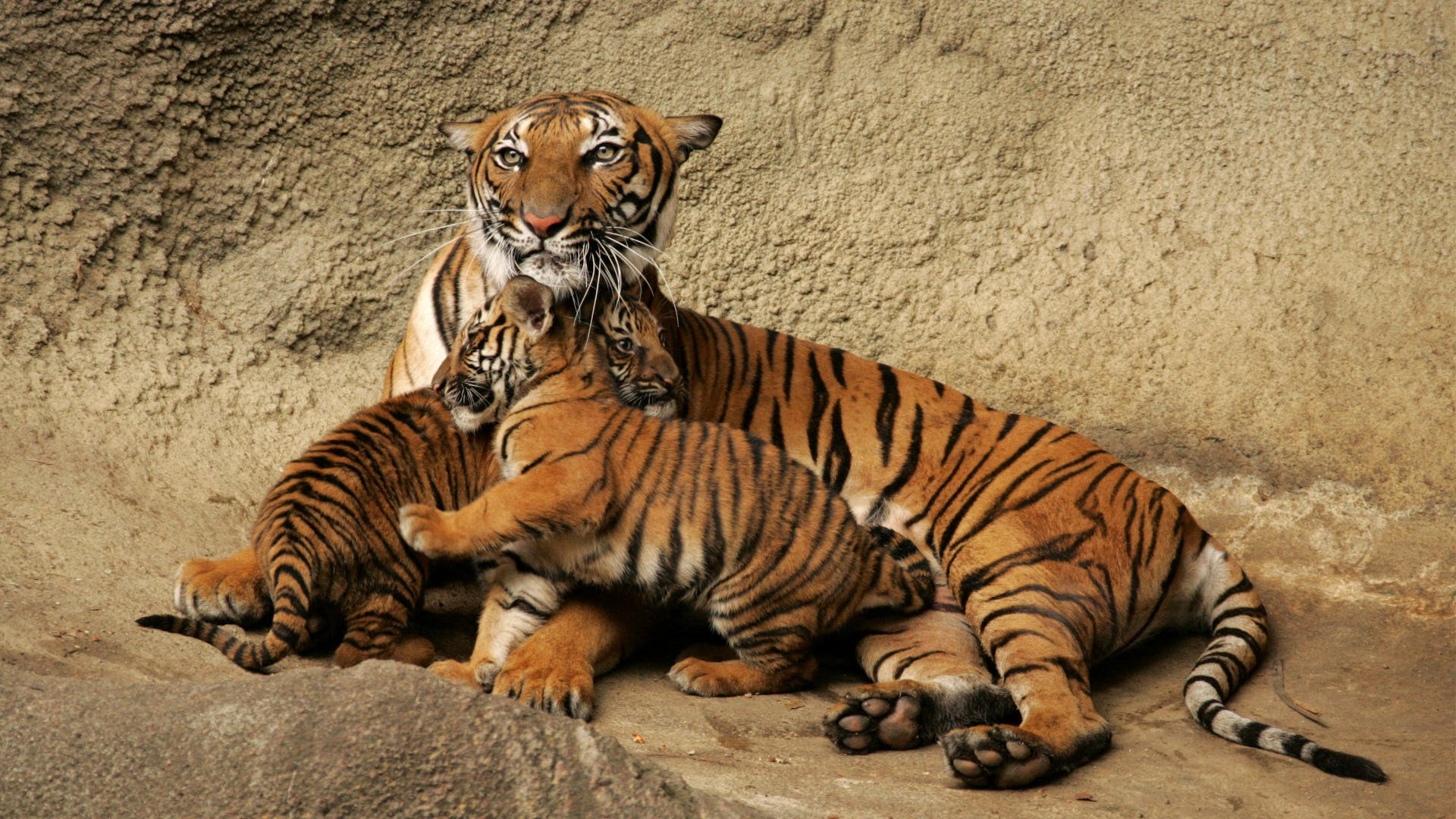 Download Animal Tiger Image