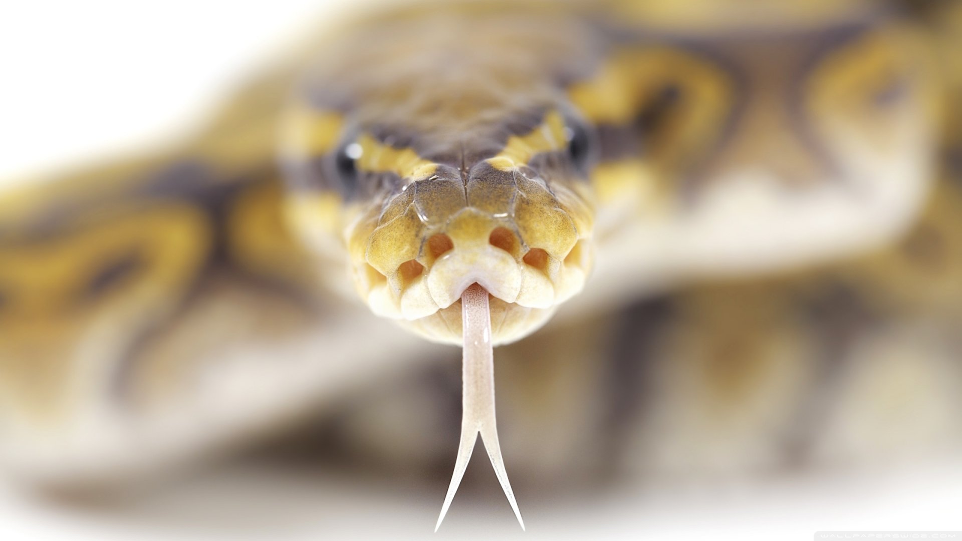 Snake Image - ID: 283086 - Image Abyss