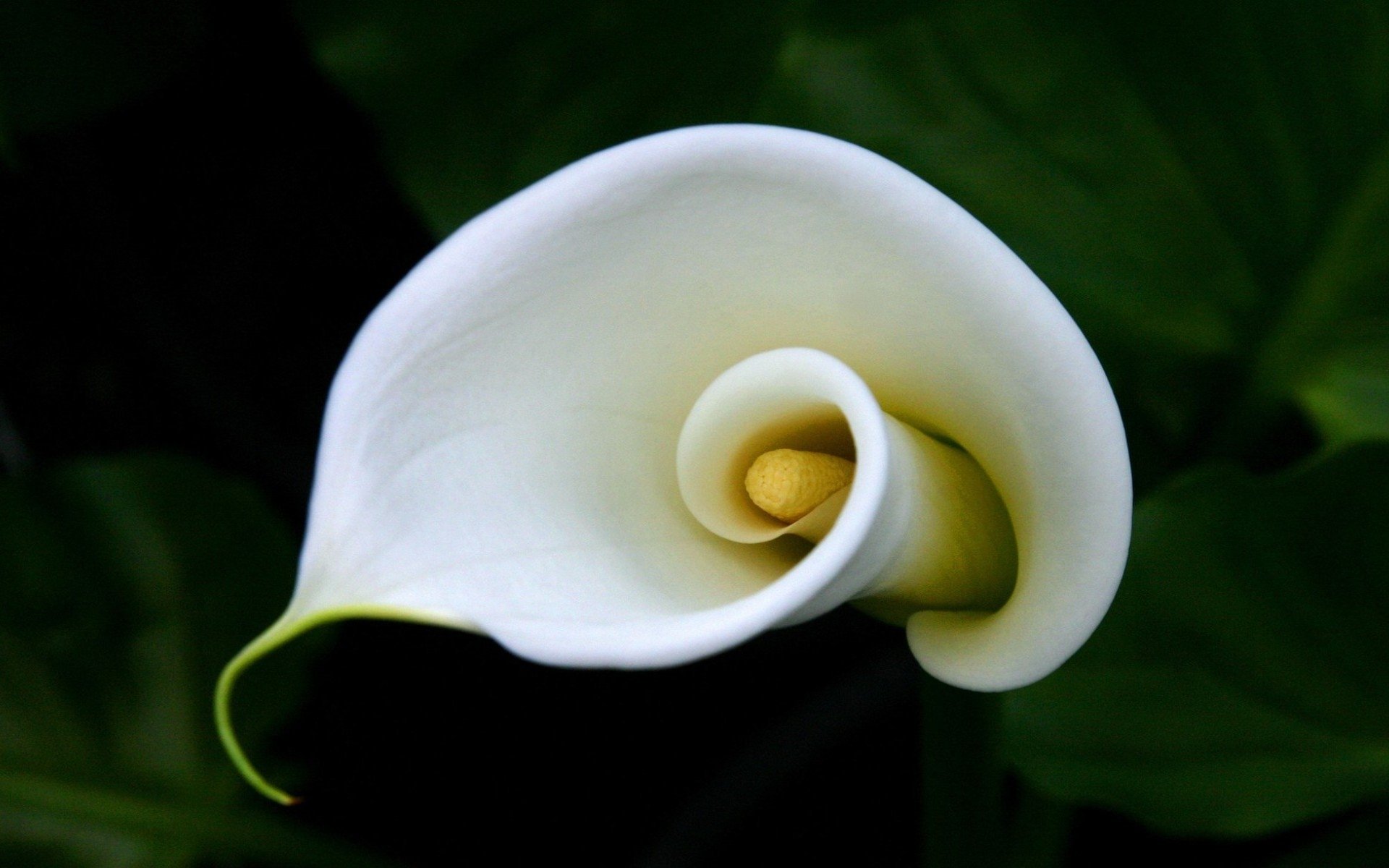 Download Nature Calla Lily Image