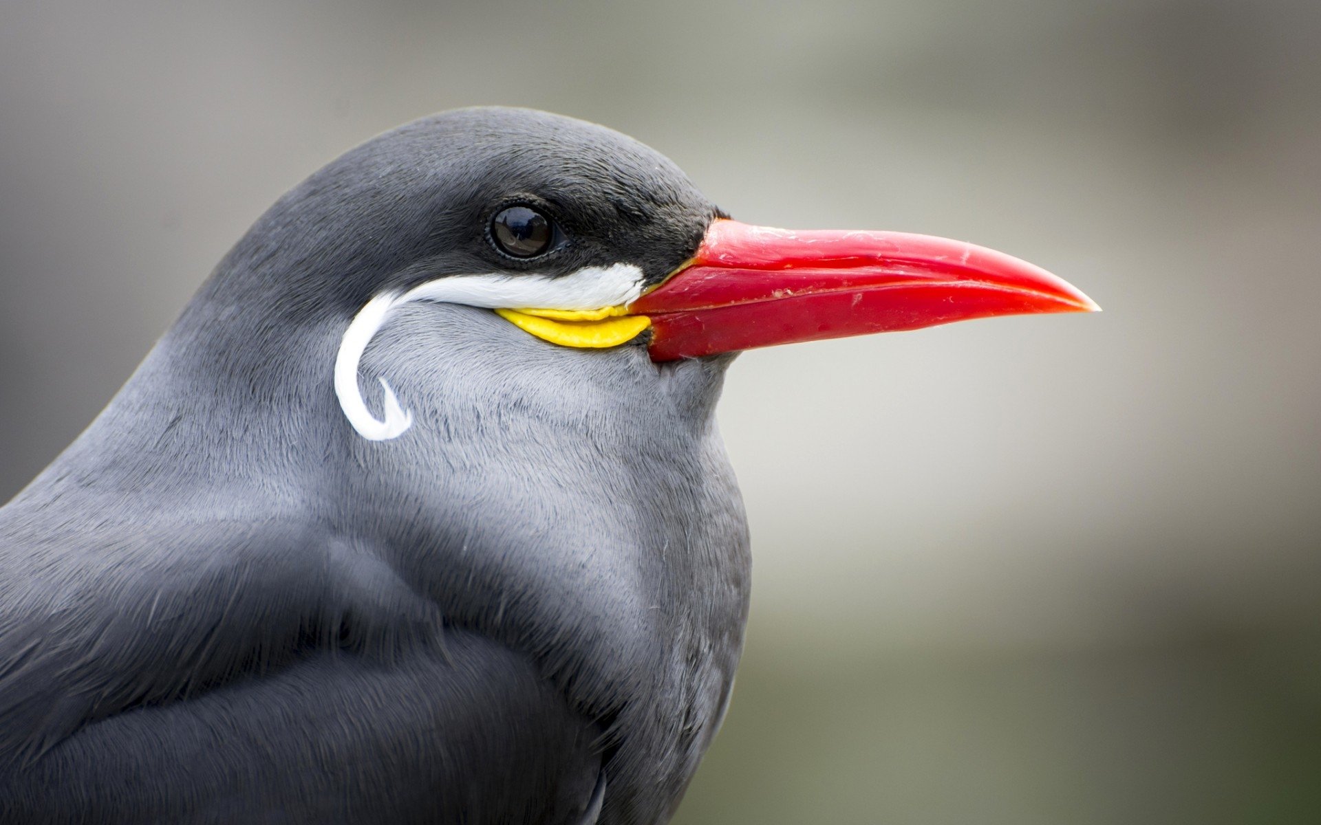 Download Animal Inca Tern Image