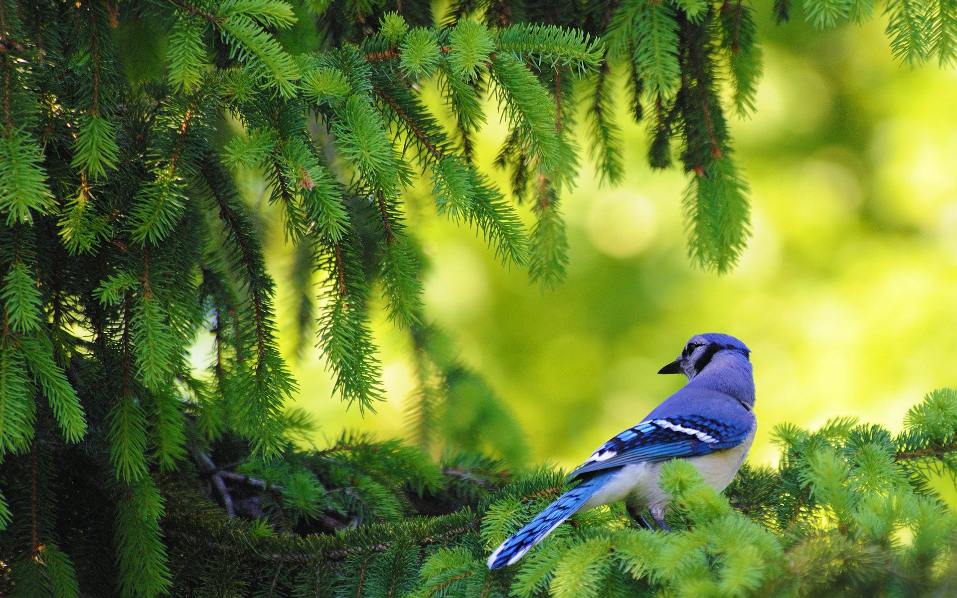 Animal blue jay Image
