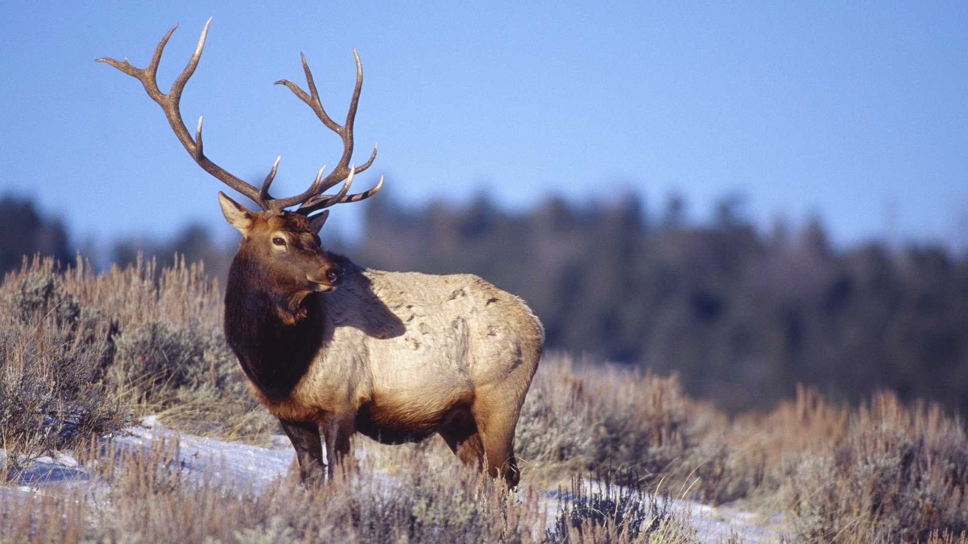 Animal elk Image