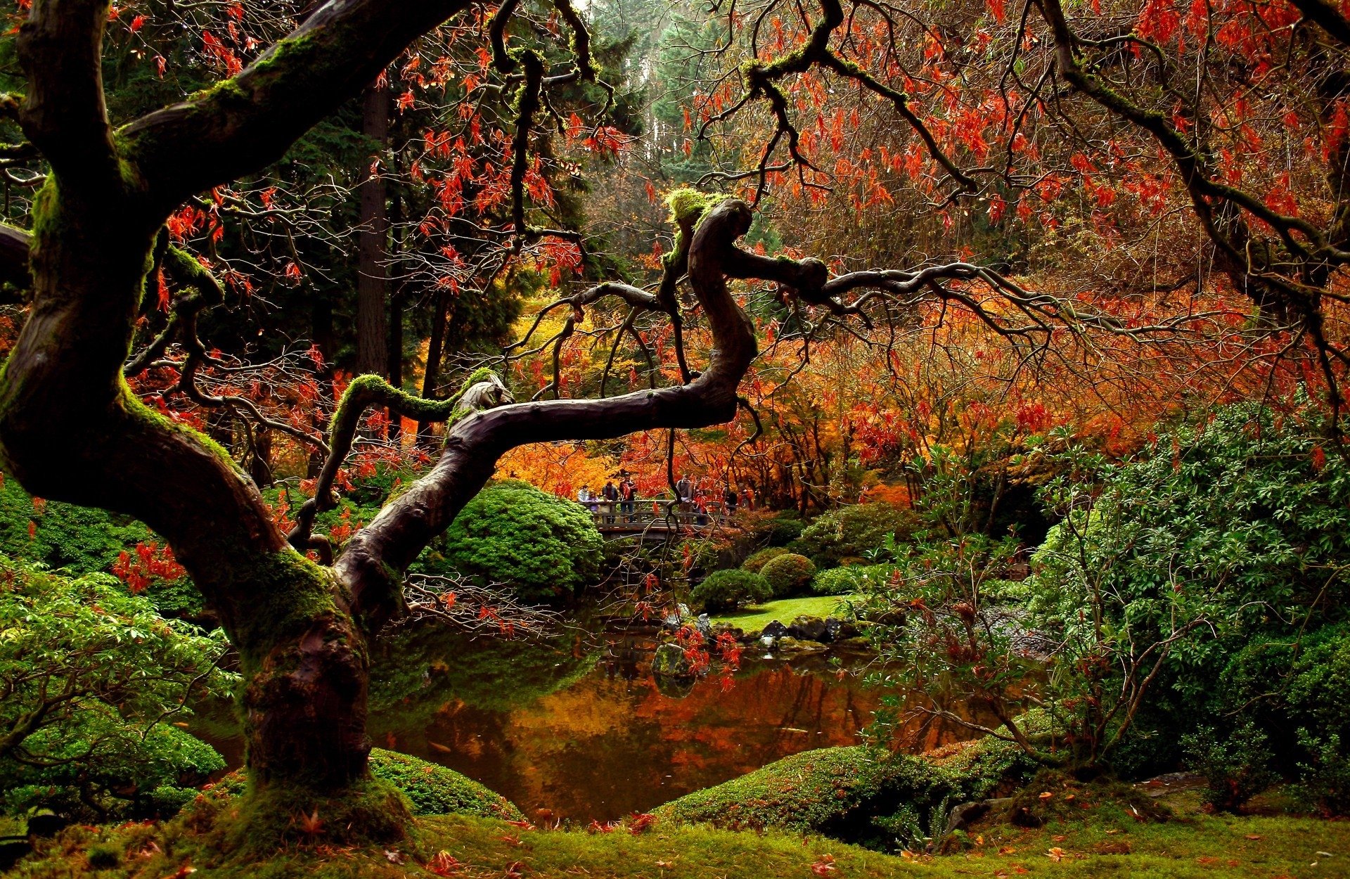 man made japanese garden Image