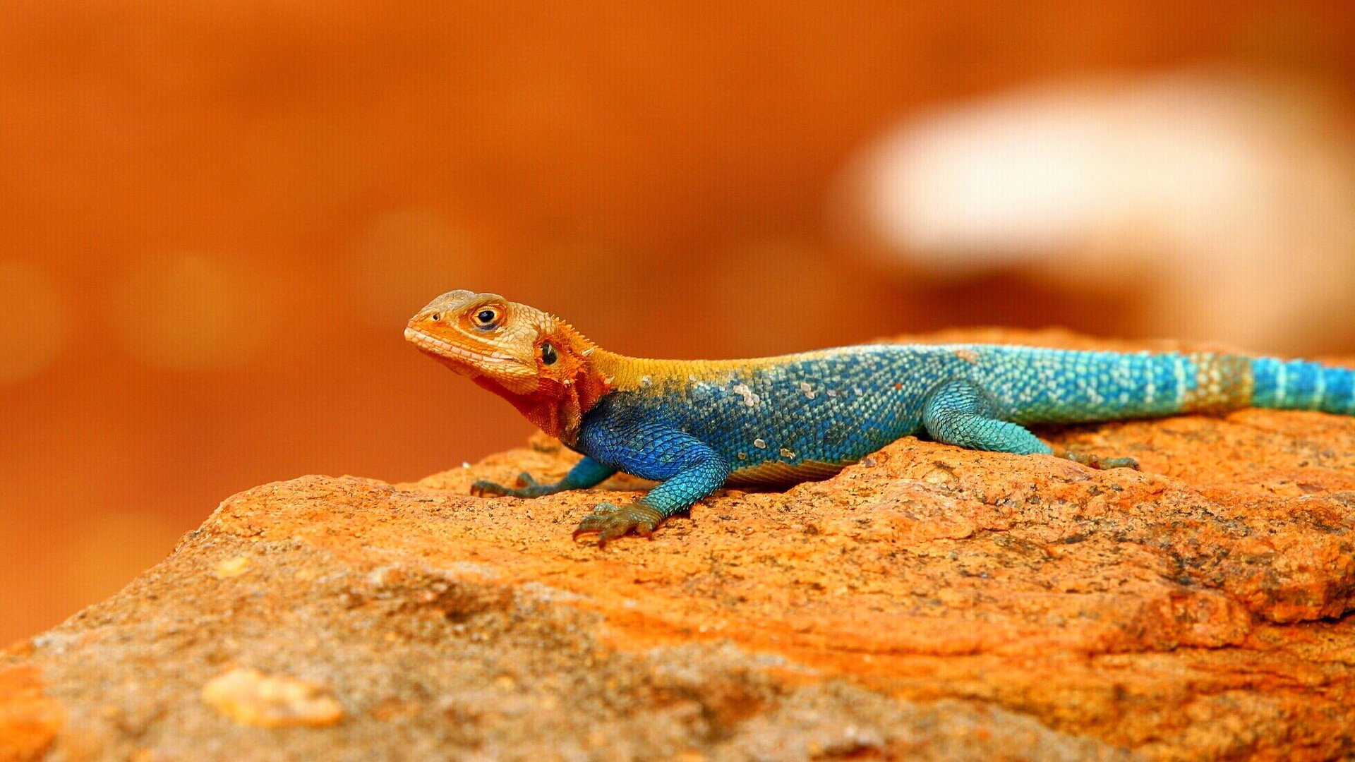 Animal lizard Image