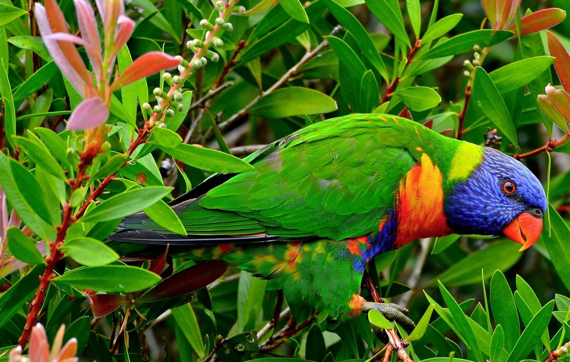 Animal rainbow lorikeet Image