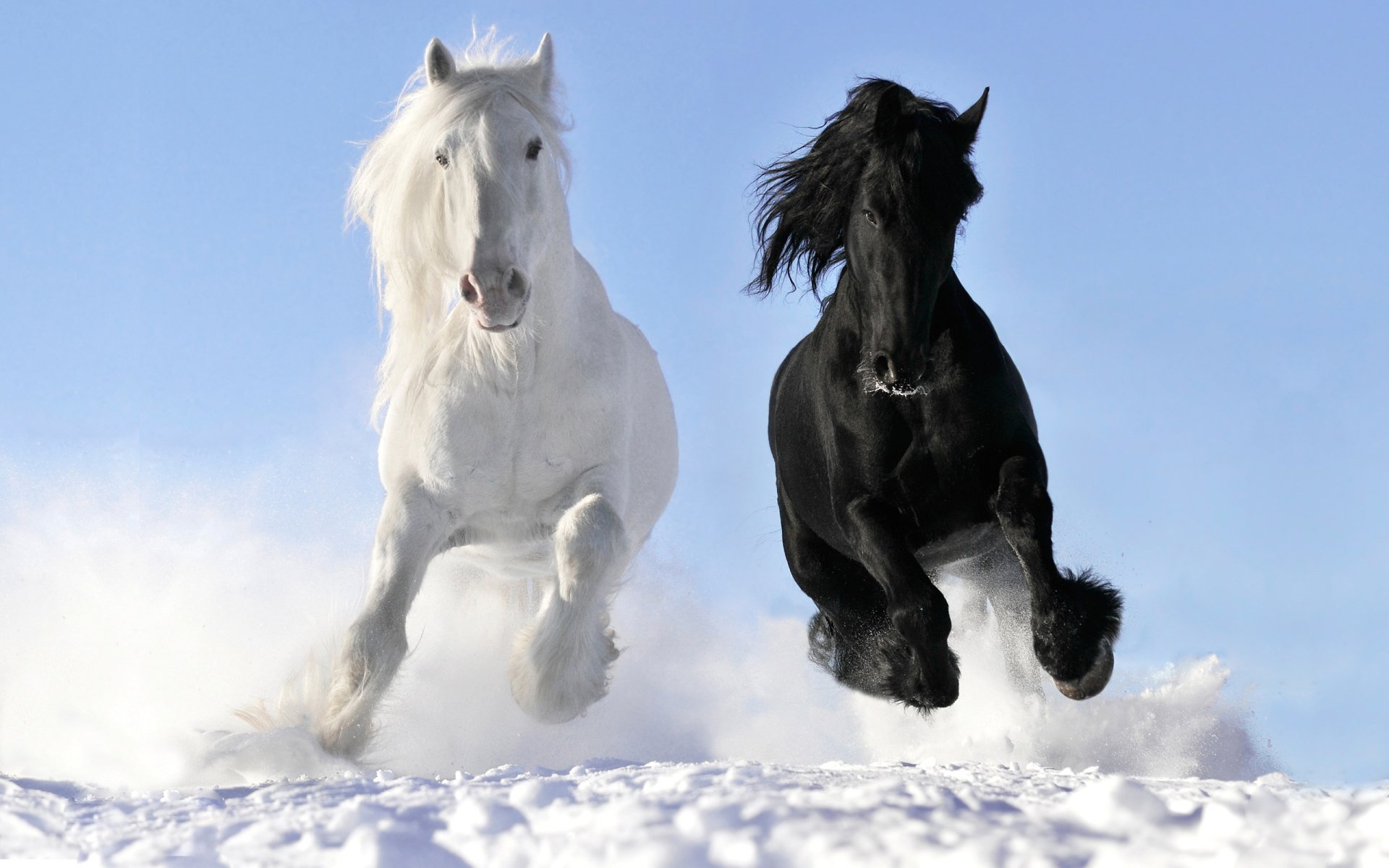 Two horses, one white and one black, gallop side by side through a snowy landscape under a clear blue sky.