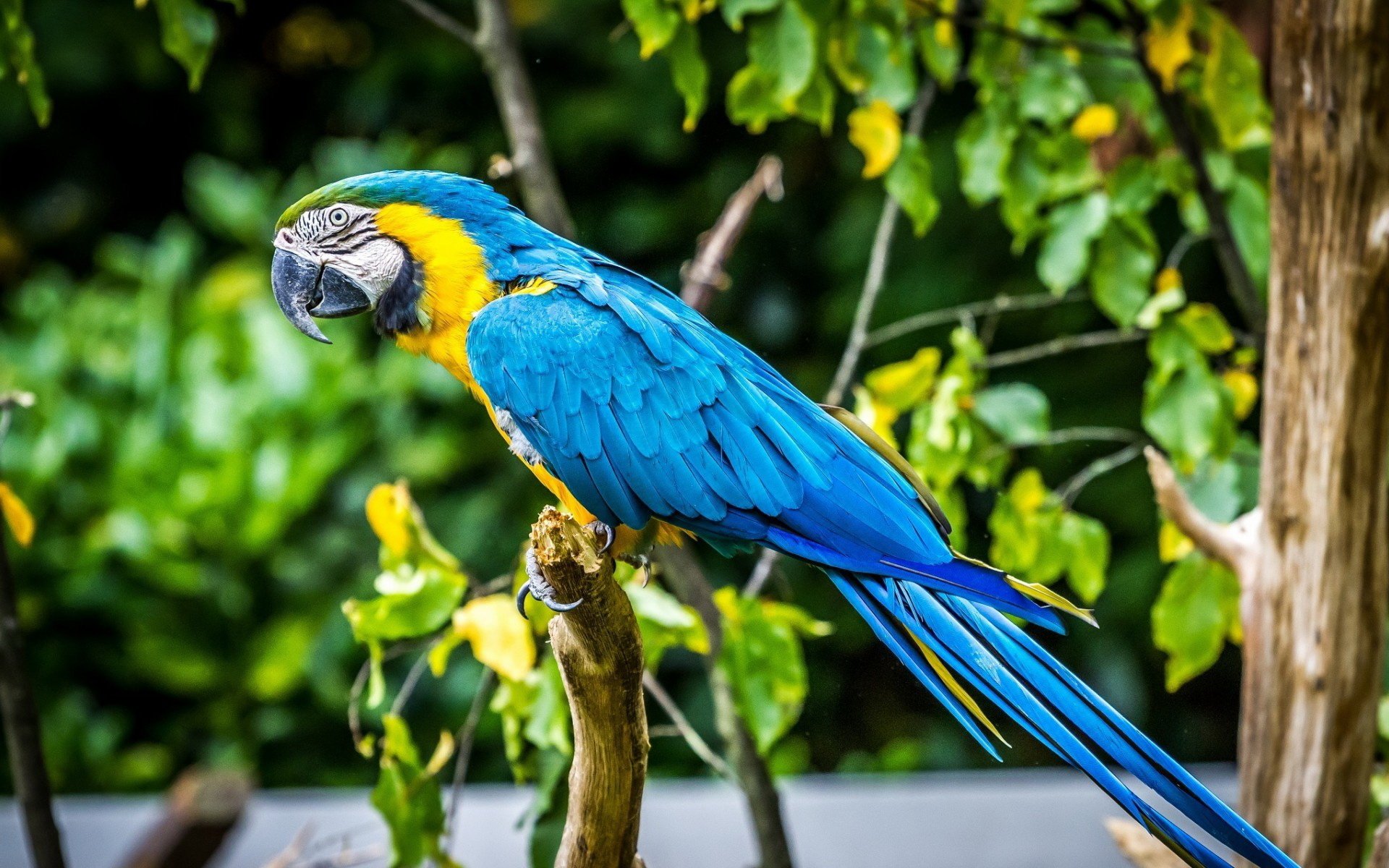 Download Animal Blue-and-yellow Macaw Image