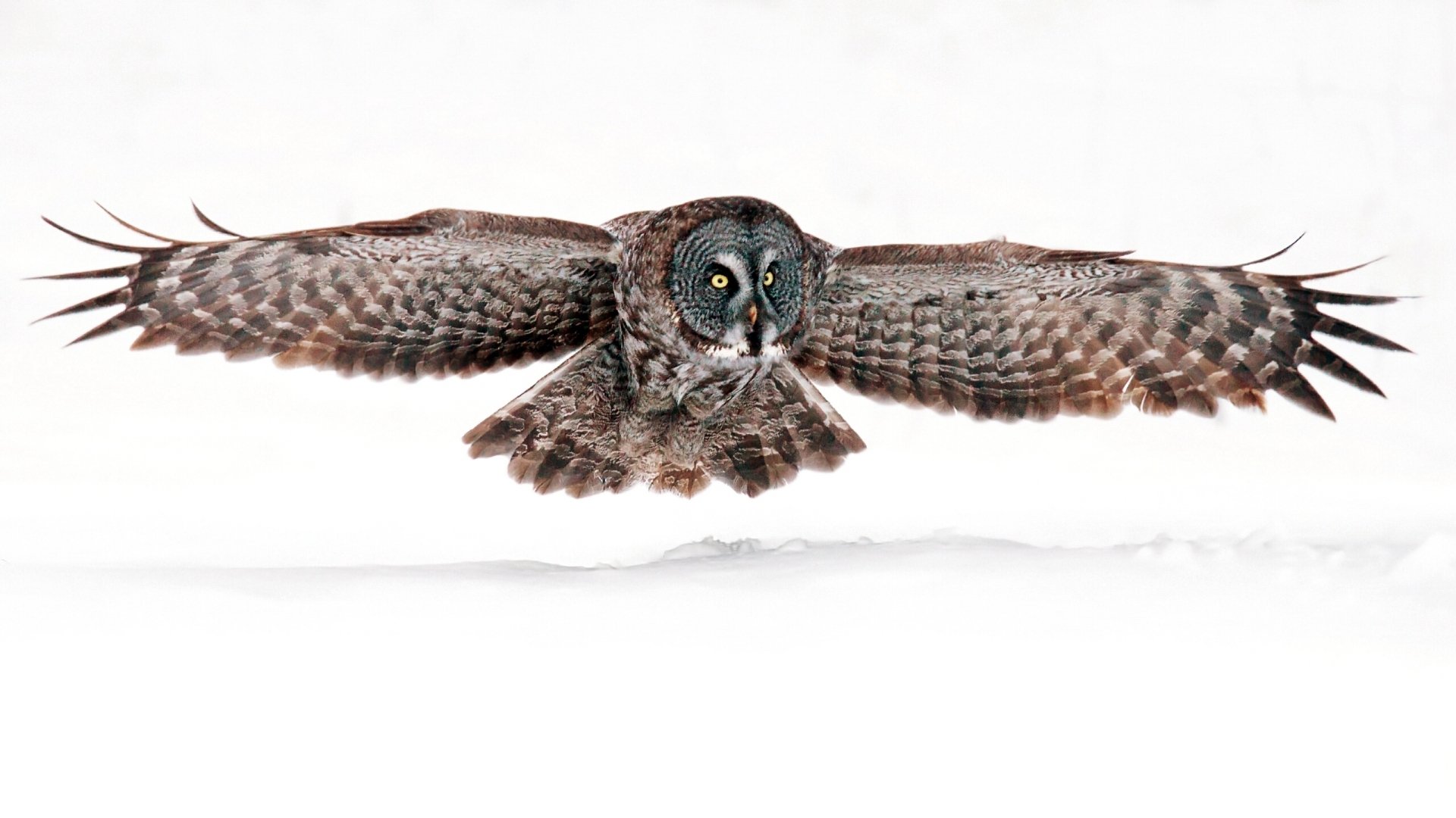 Animal Great grey owl Image