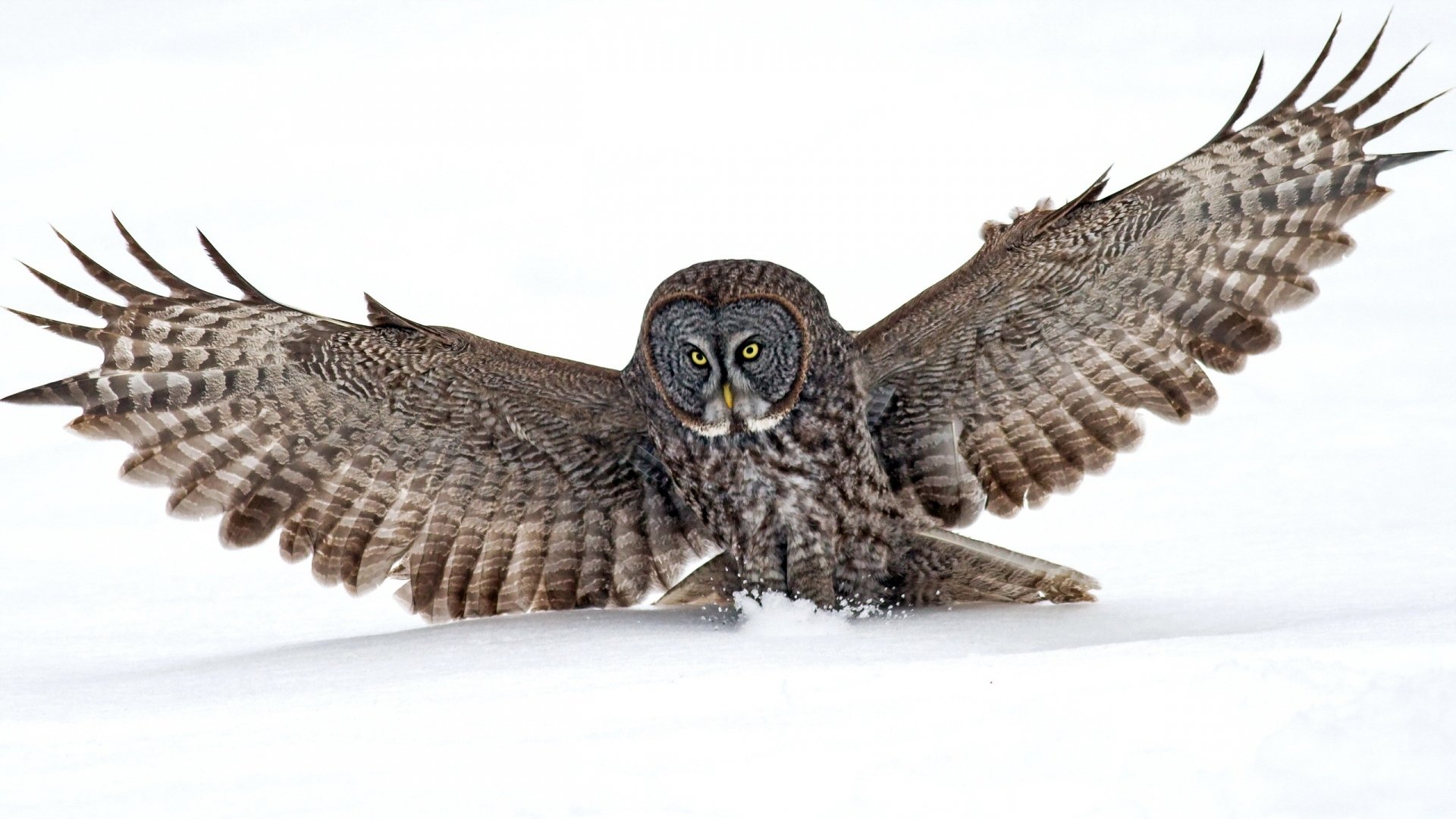 Animal Great grey owl Image