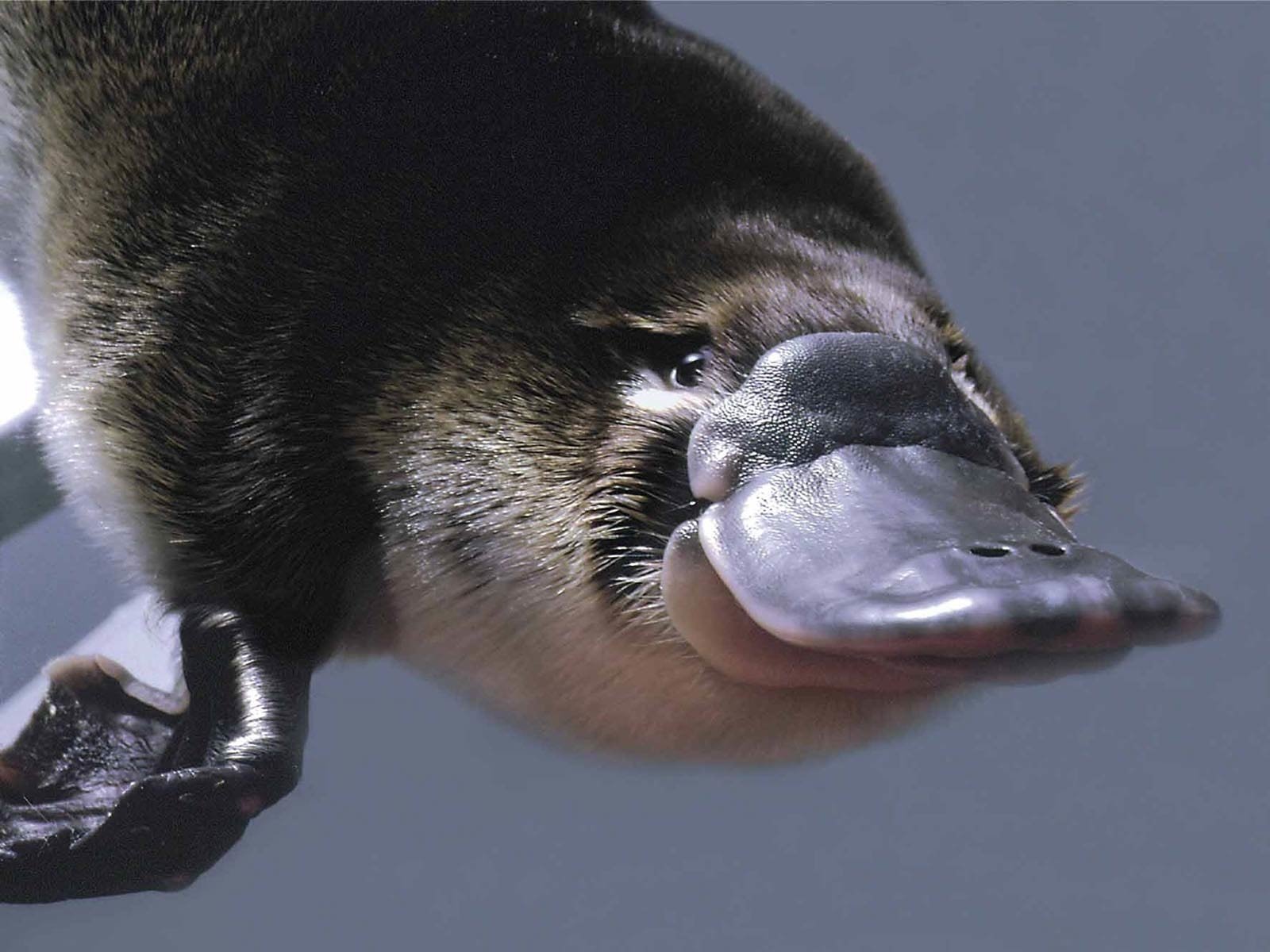 Download Animal Platypus Image