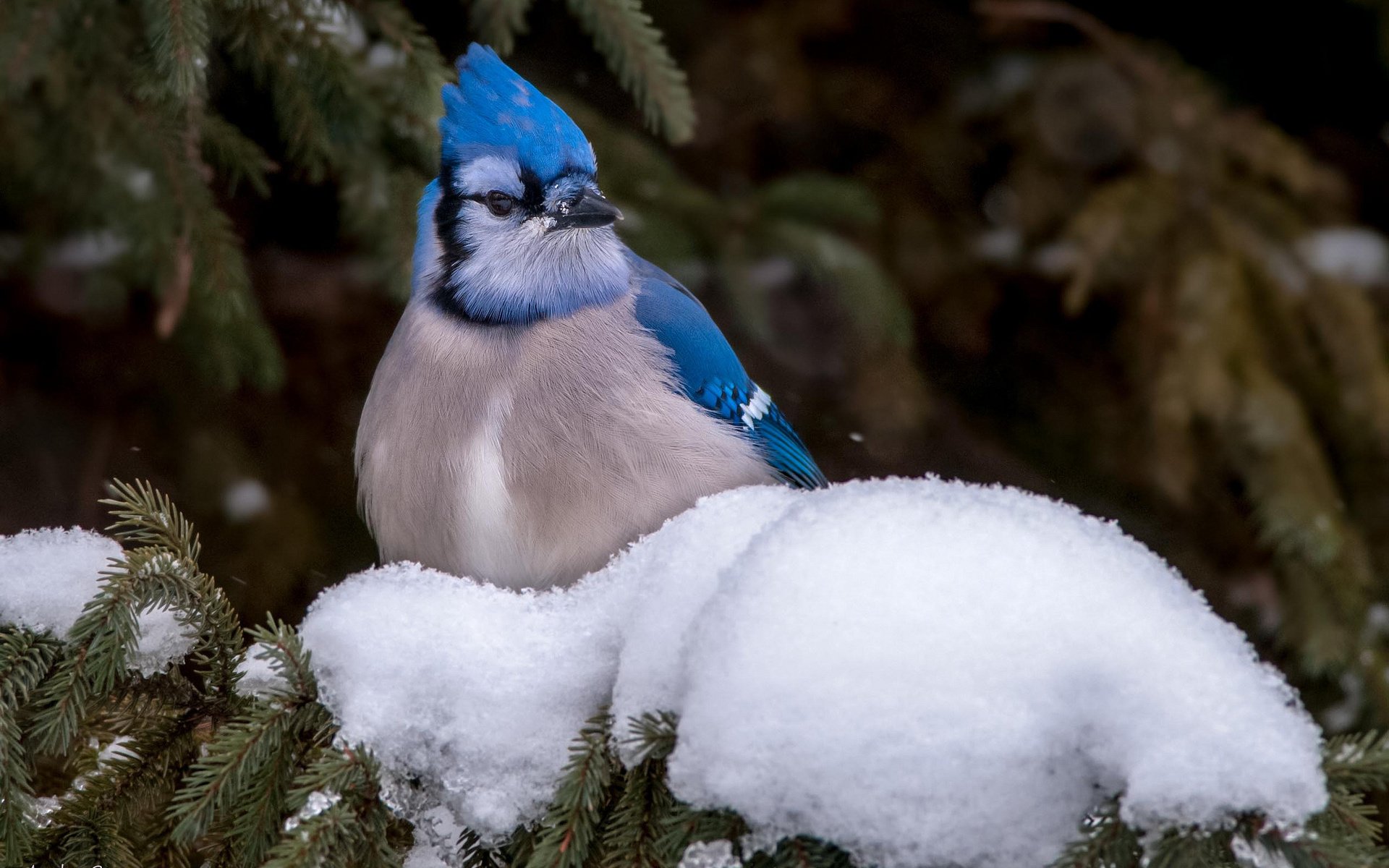 Animal blue jay Image