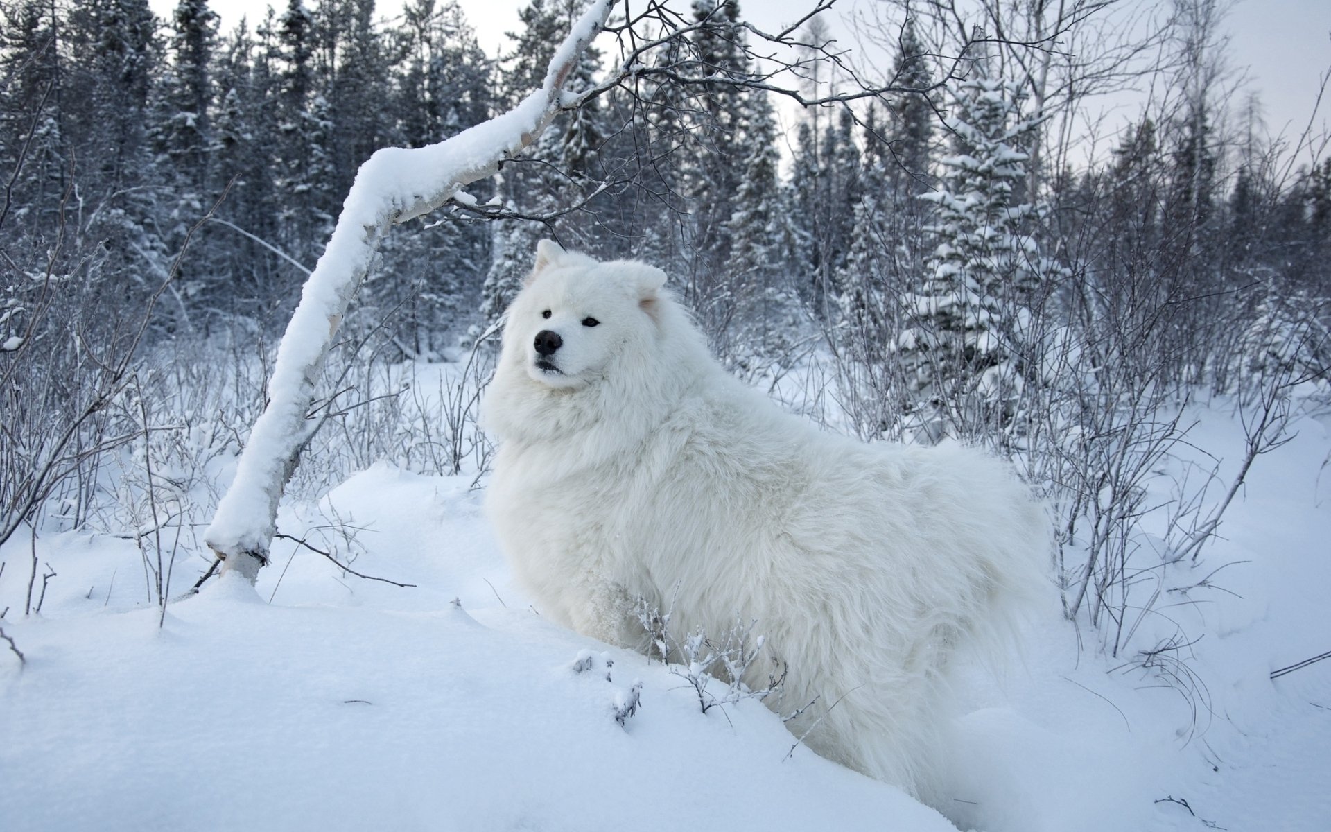 Download Animal Samoyed Image