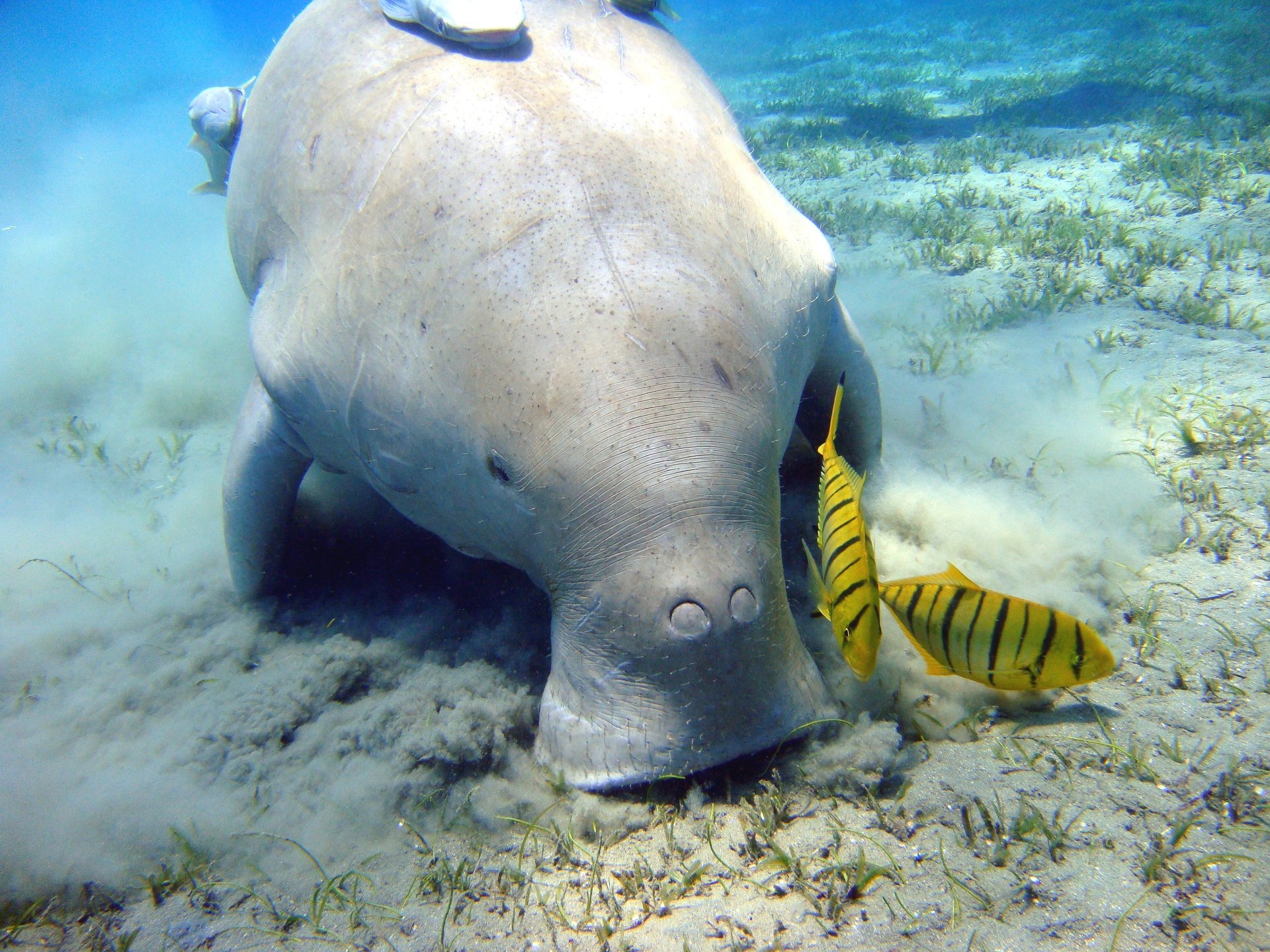  Steller's sea cow