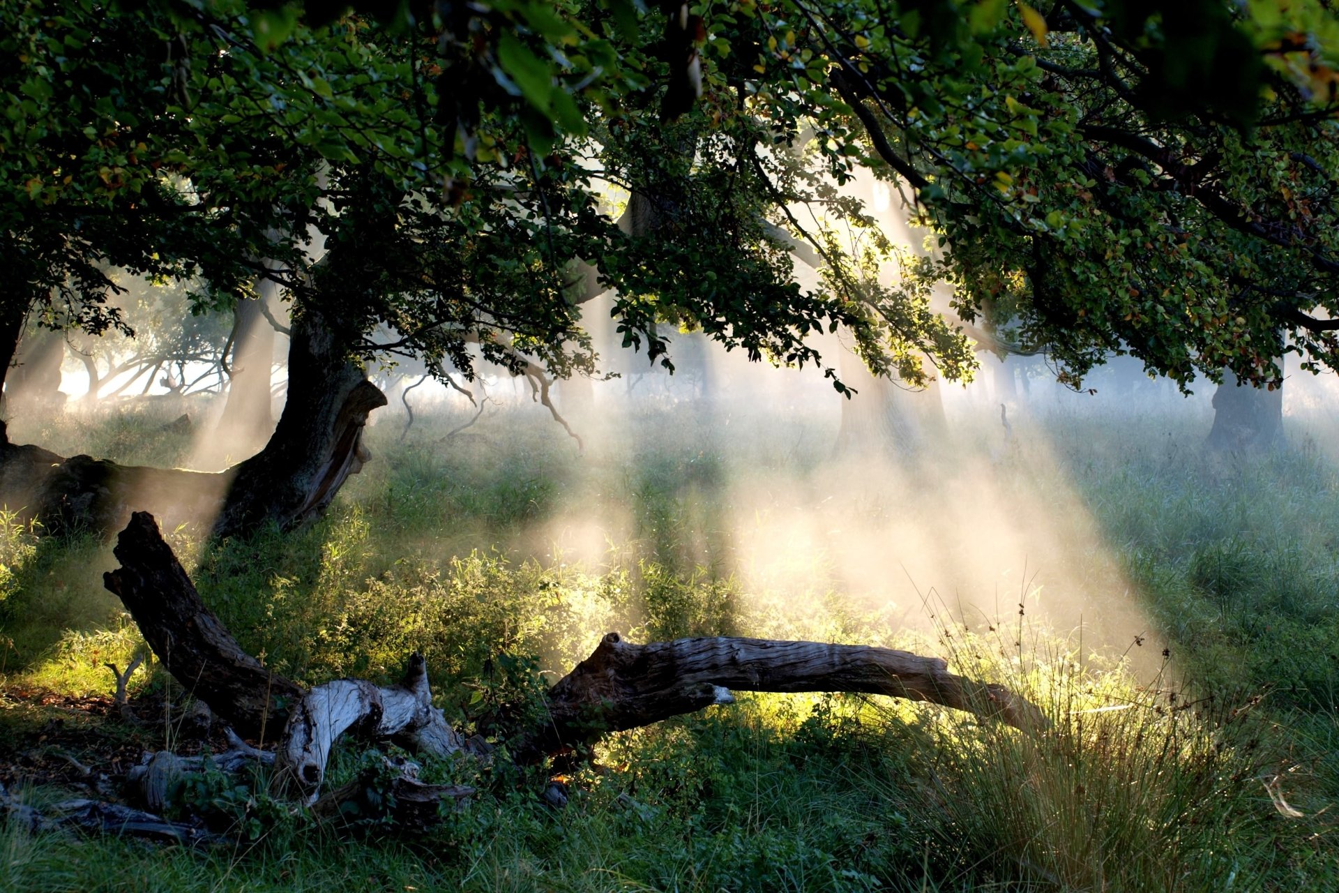 Download Nature Sunbeam Image