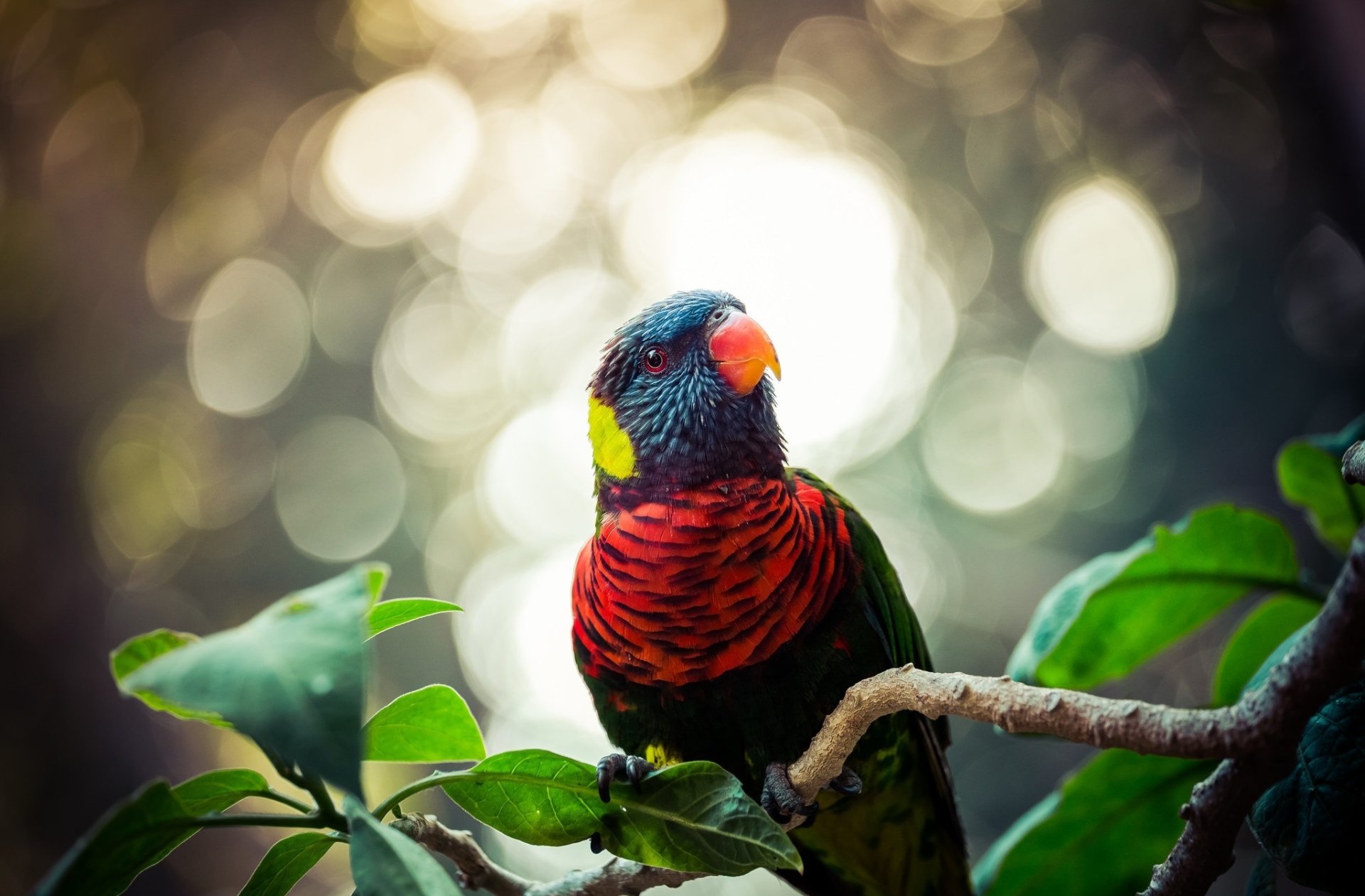 Animal rainbow lorikeet Image