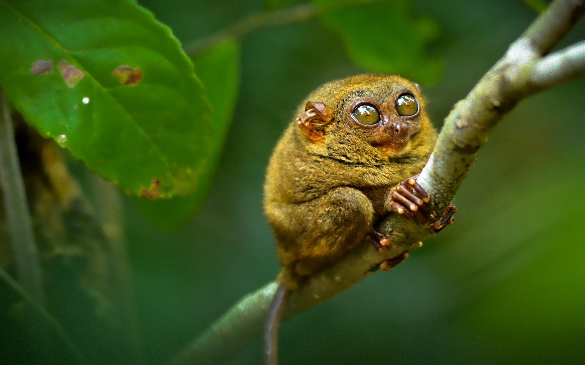 Download Animal Tarsier Image